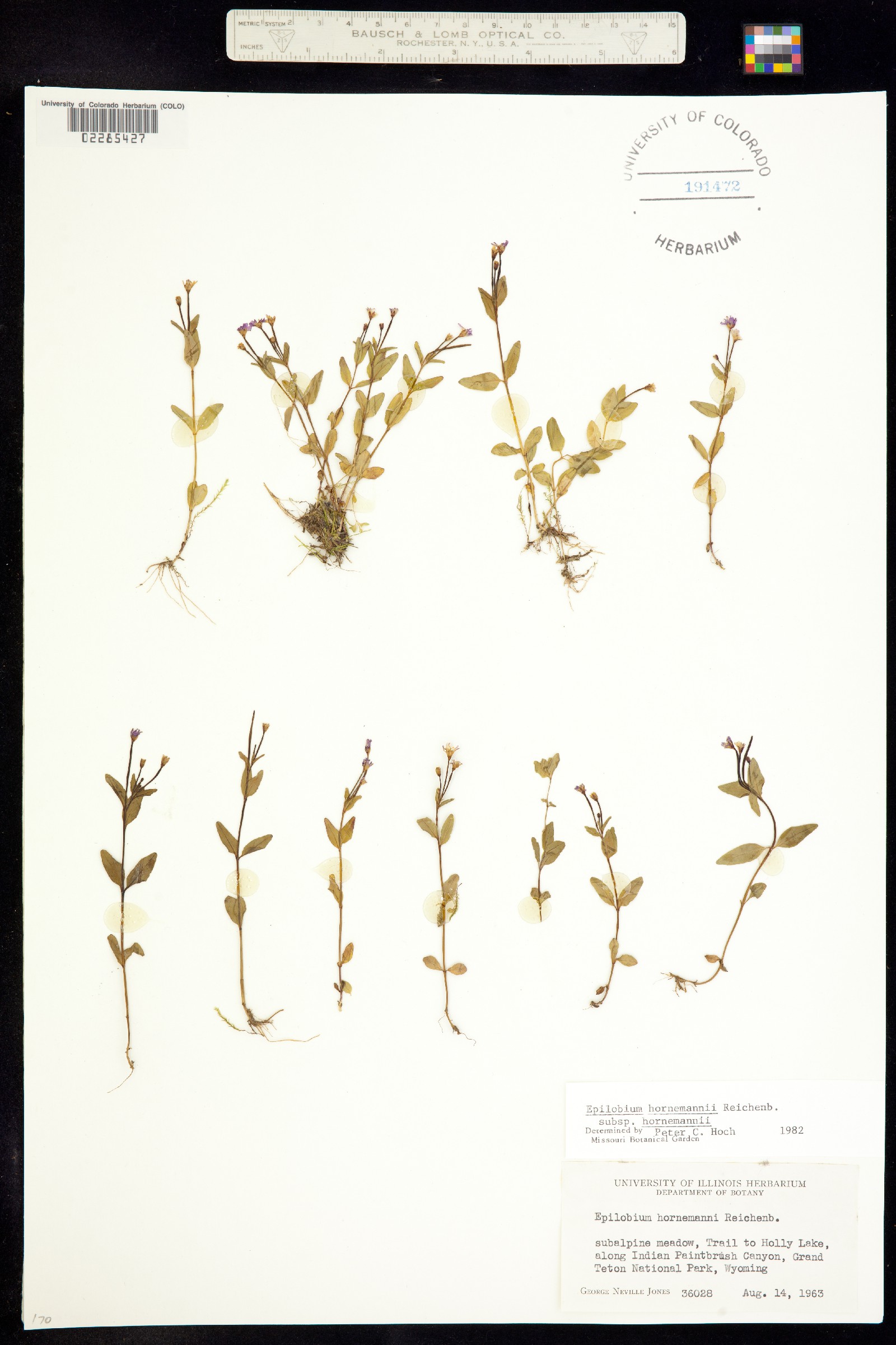 Epilobium hornemannii ssp. hornemannii image