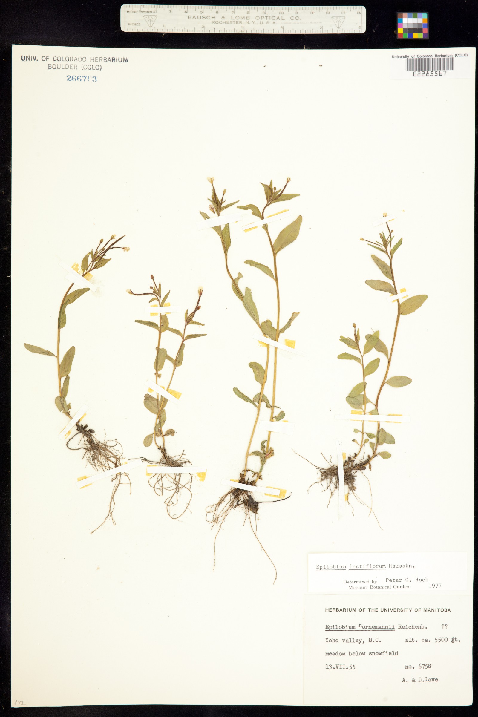 Epilobium lactiflorum image