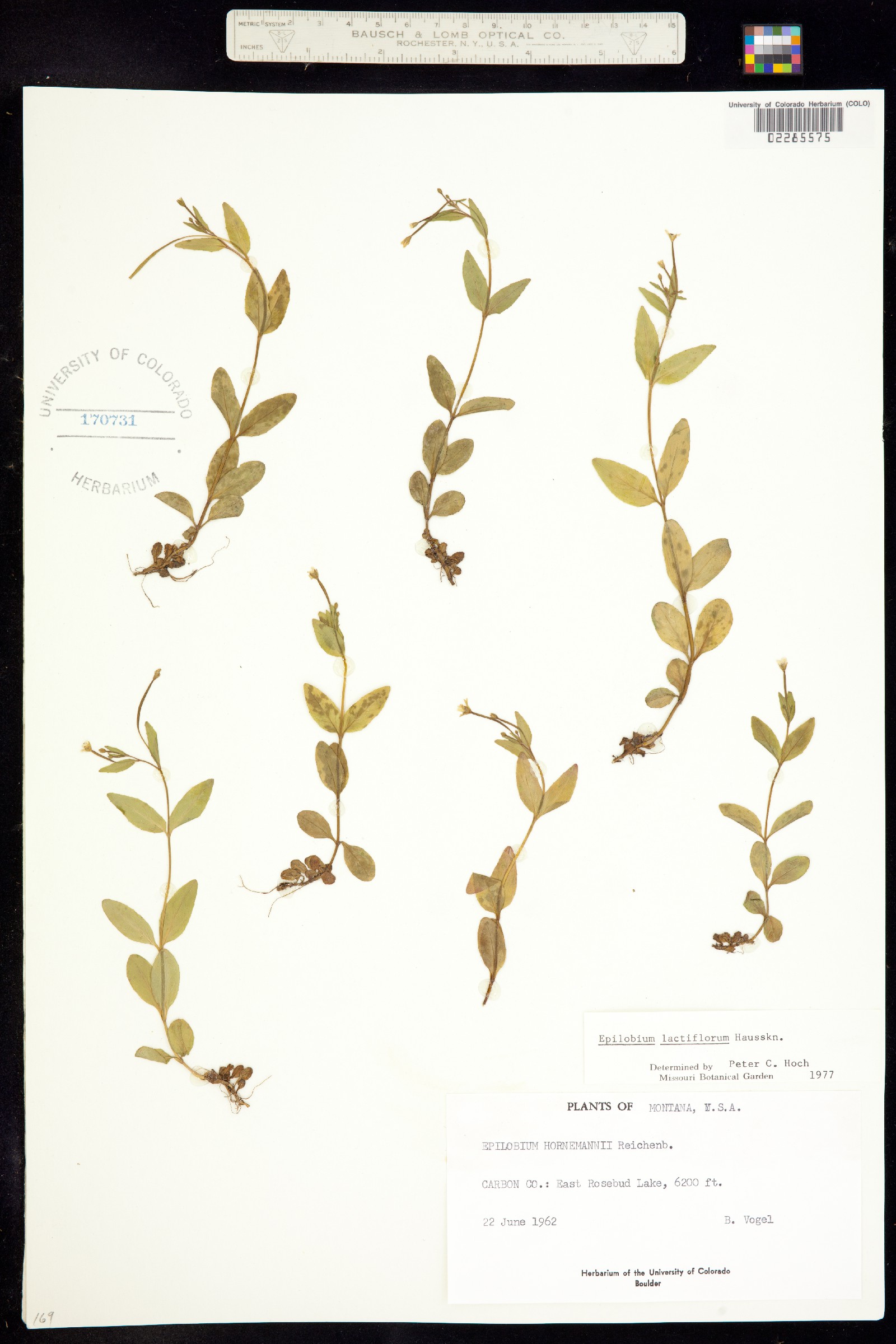 Epilobium lactiflorum image