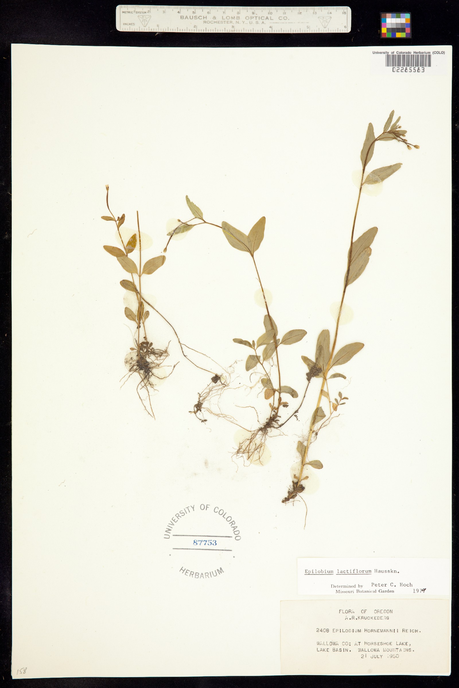 Epilobium lactiflorum image
