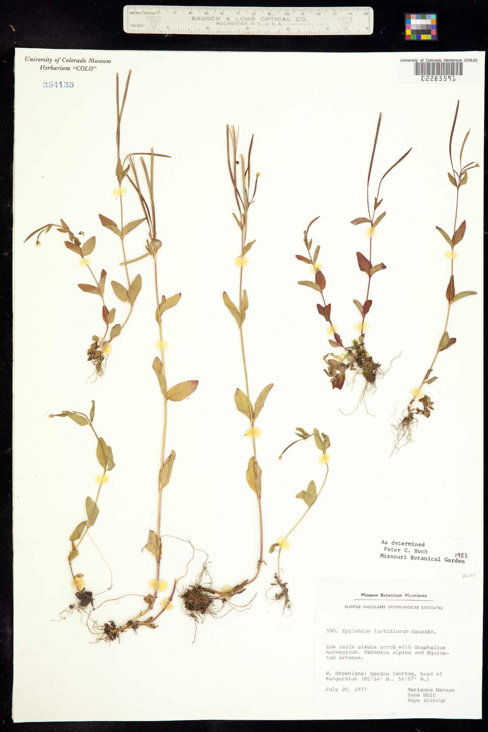 Epilobium lactiflorum image