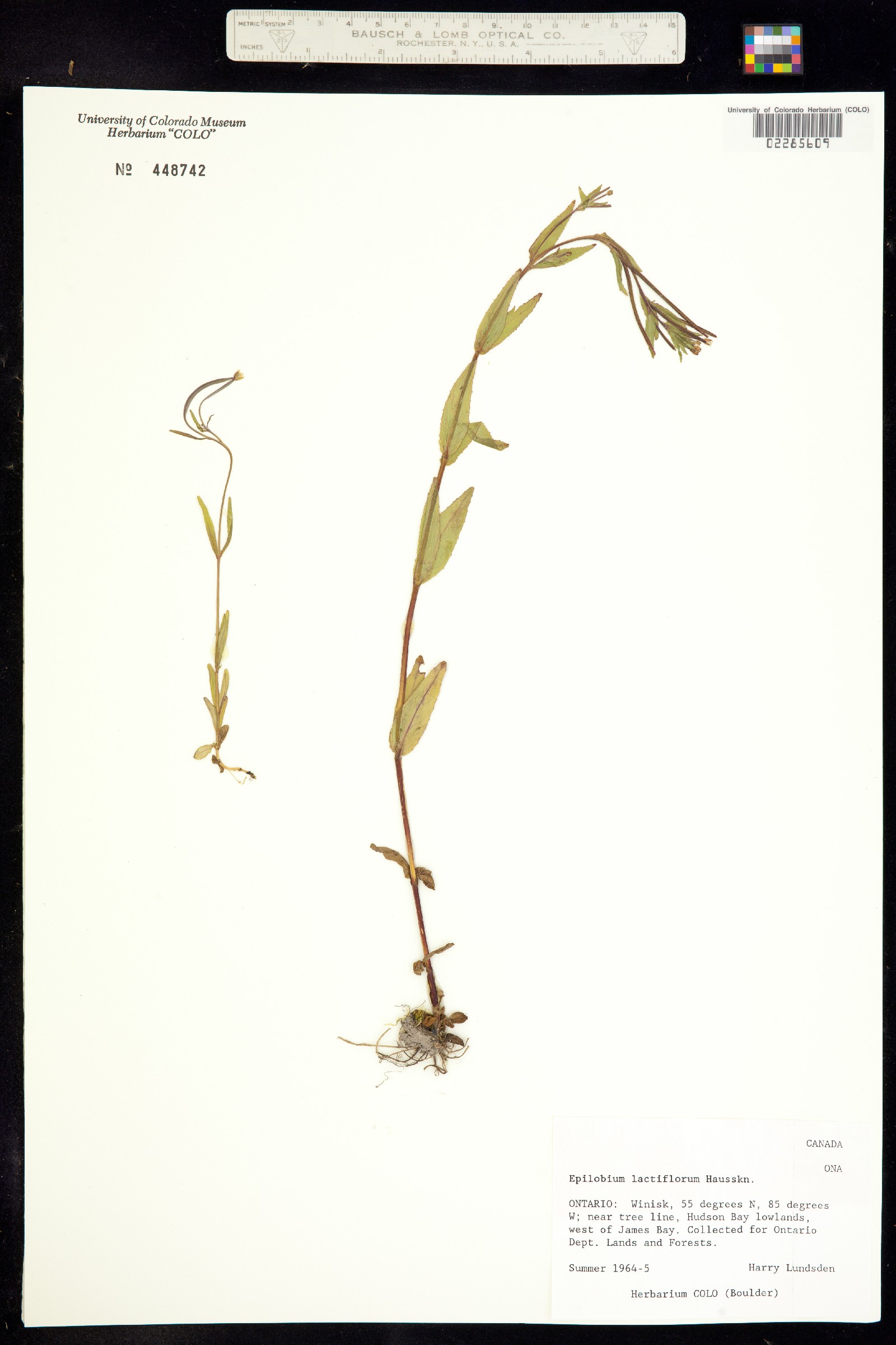 Epilobium lactiflorum image