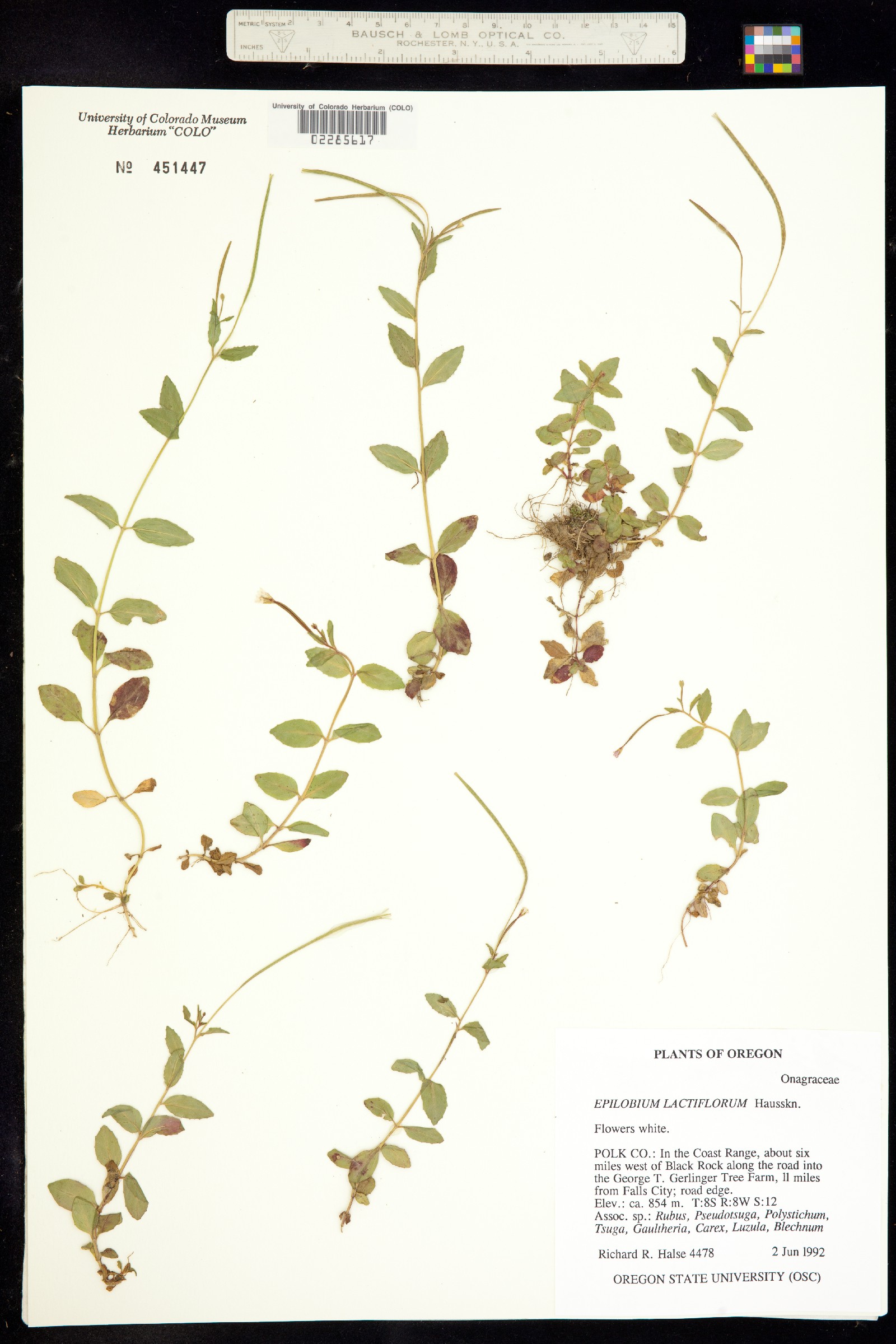 Epilobium lactiflorum image