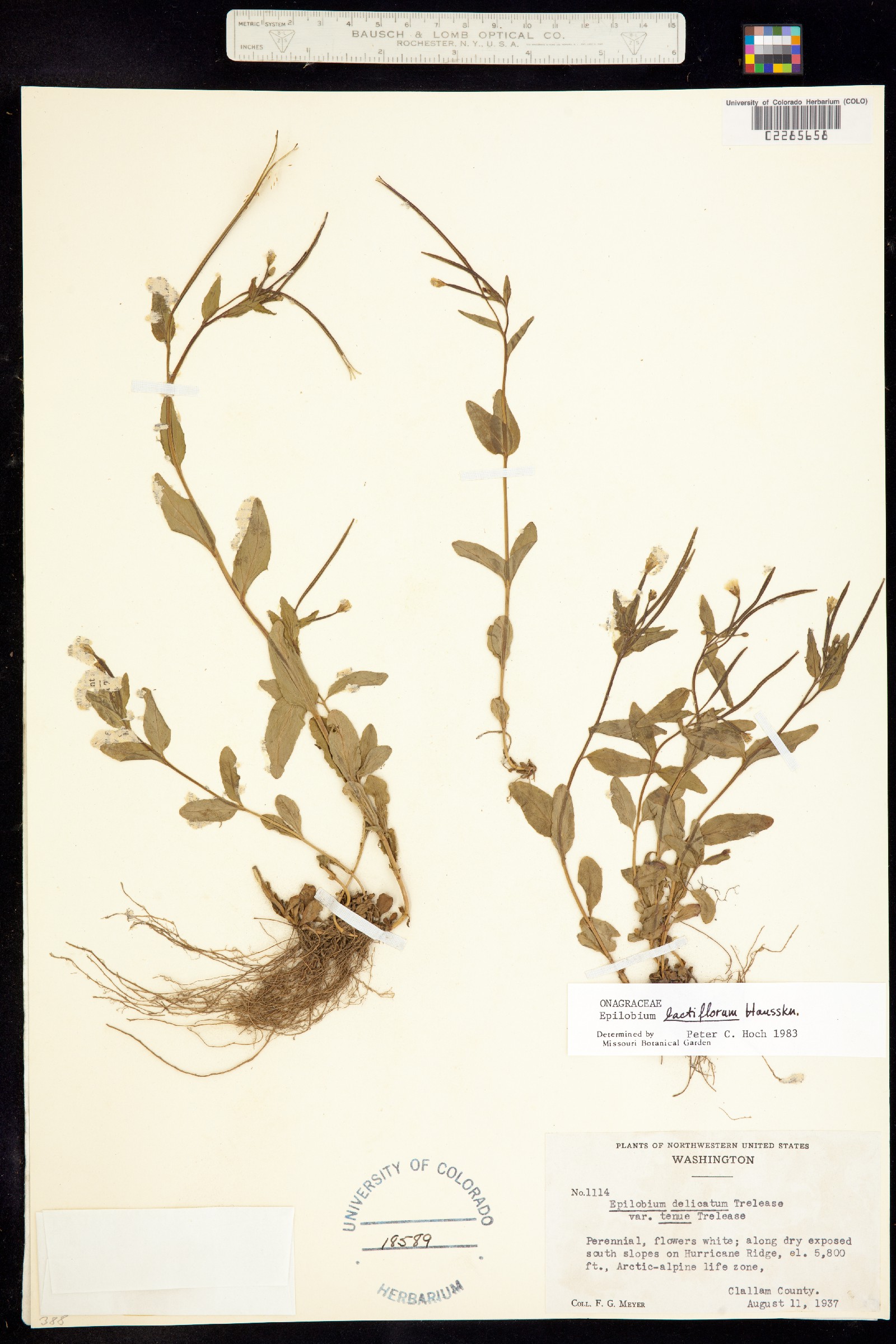 Epilobium lactiflorum image