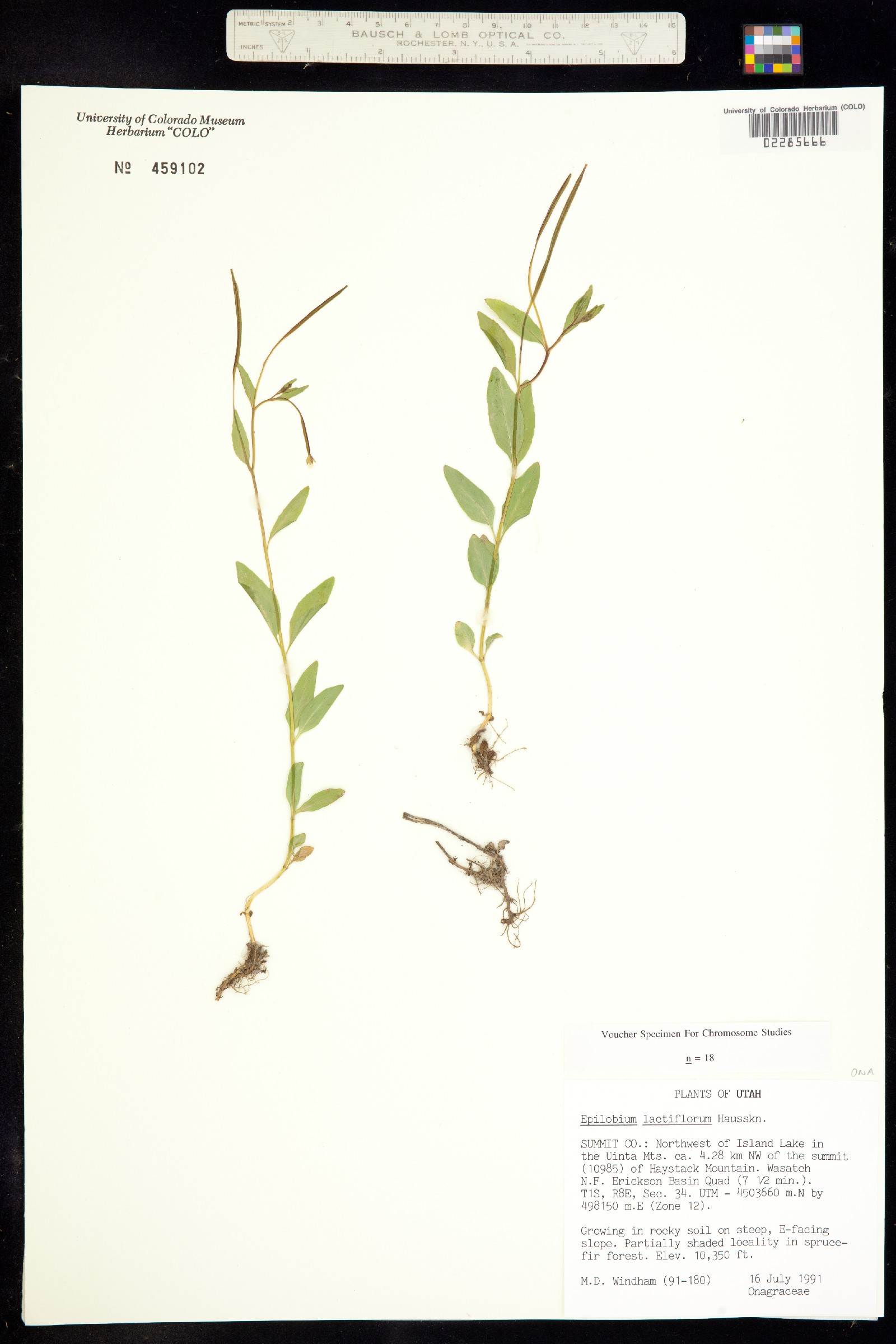 Epilobium lactiflorum image