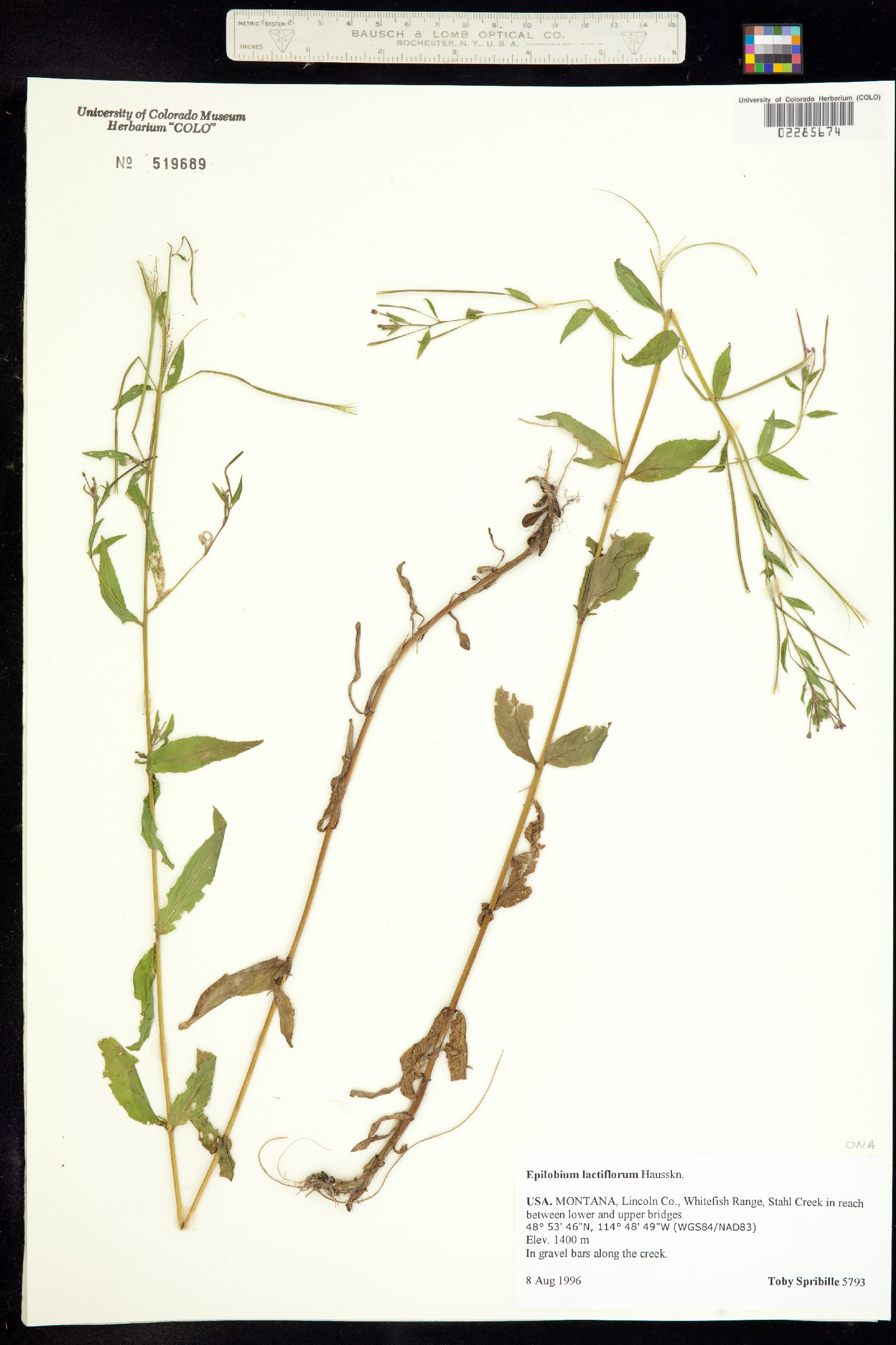 Epilobium lactiflorum image