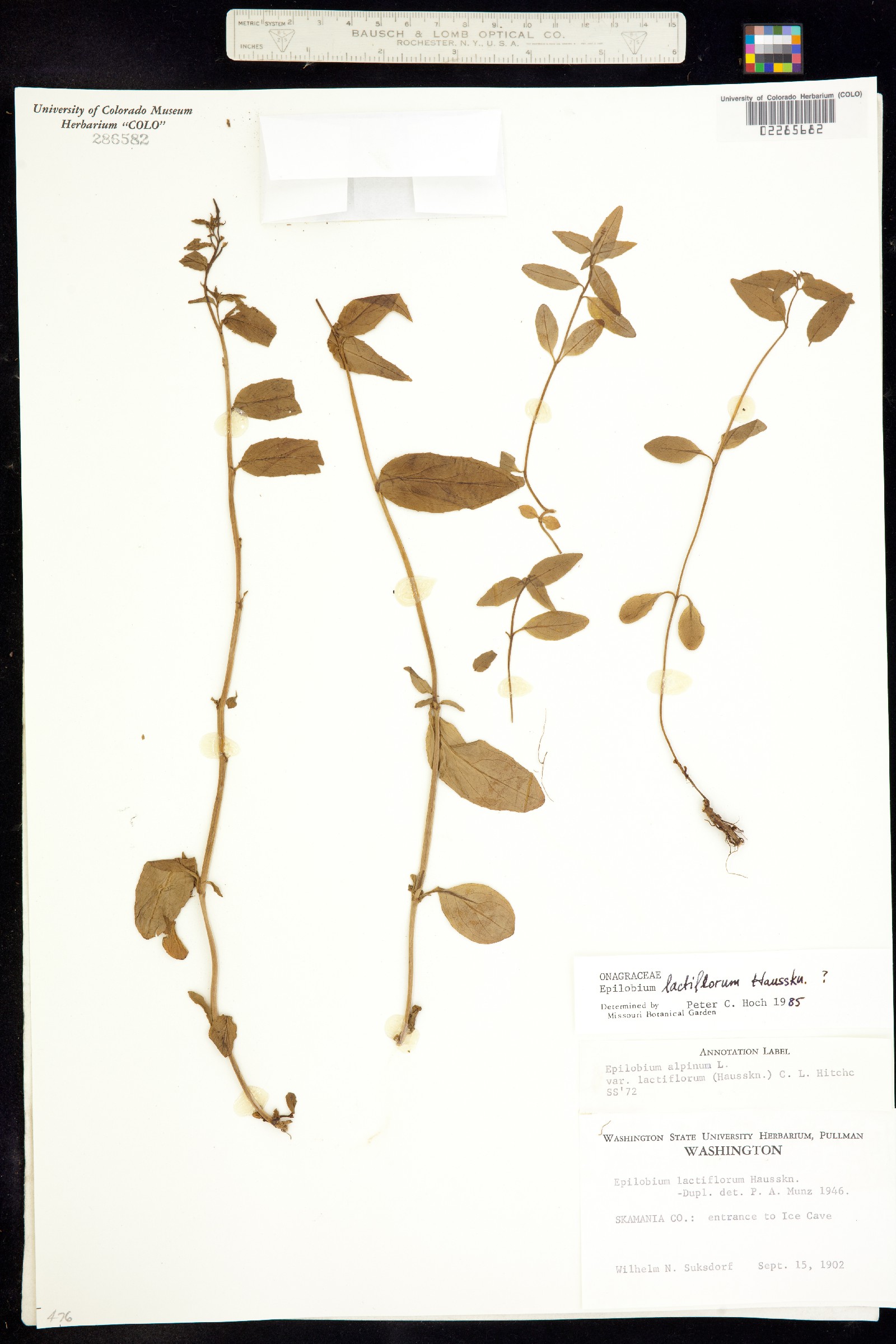 Epilobium lactiflorum image