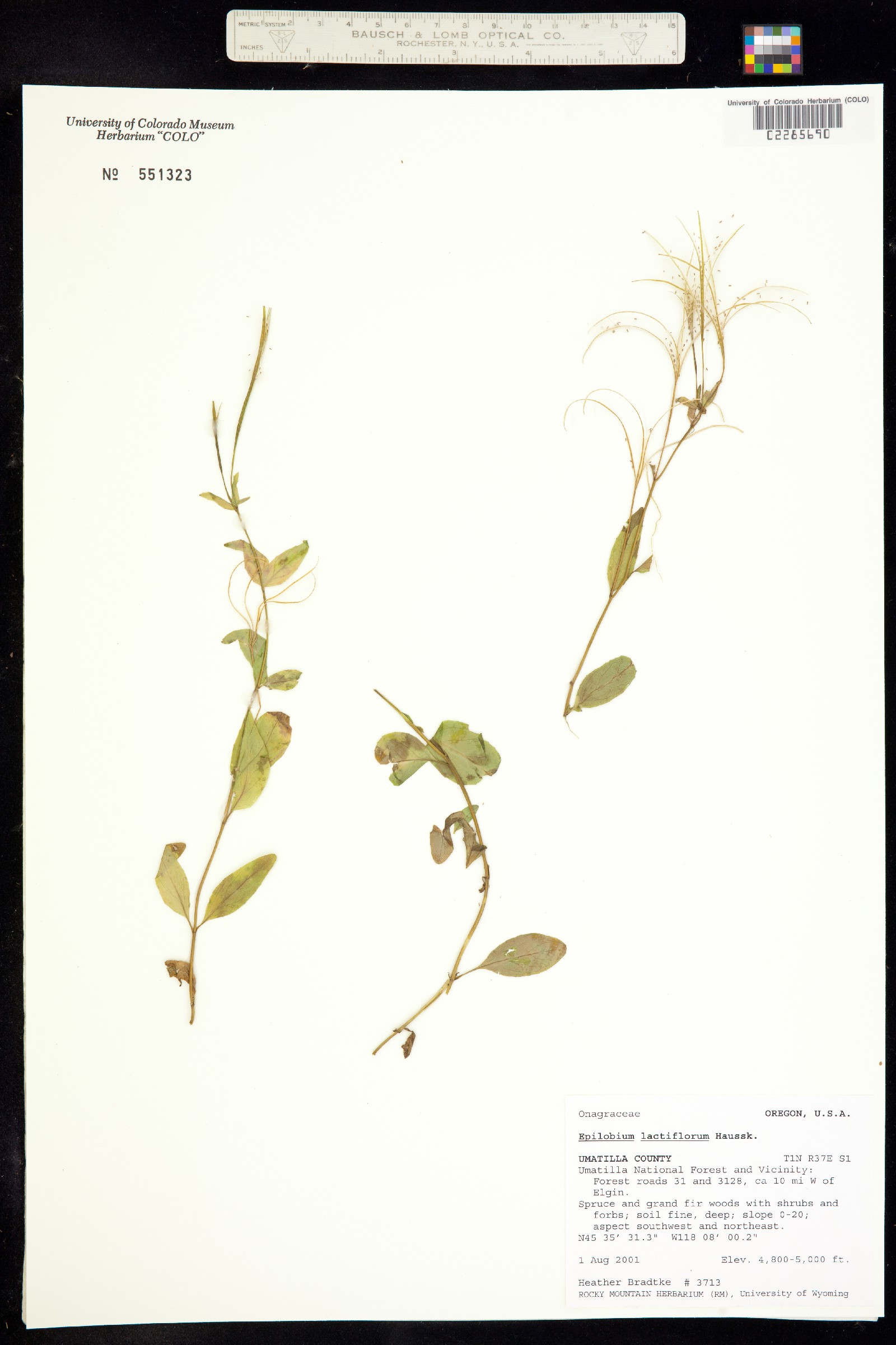 Epilobium lactiflorum image