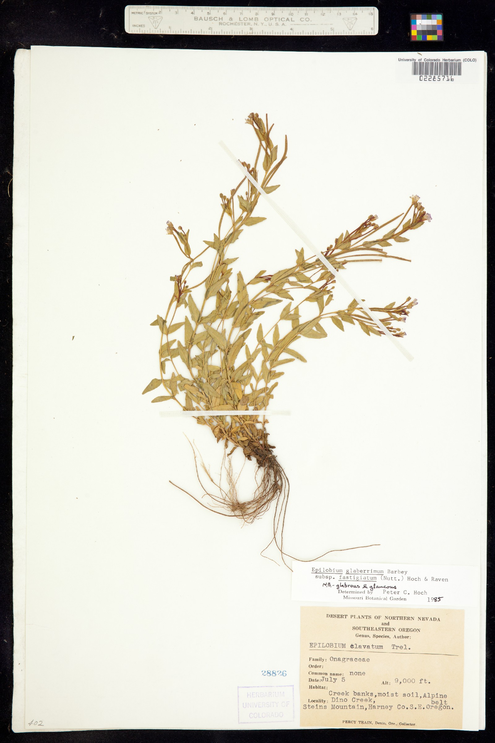 Epilobium coloratum image