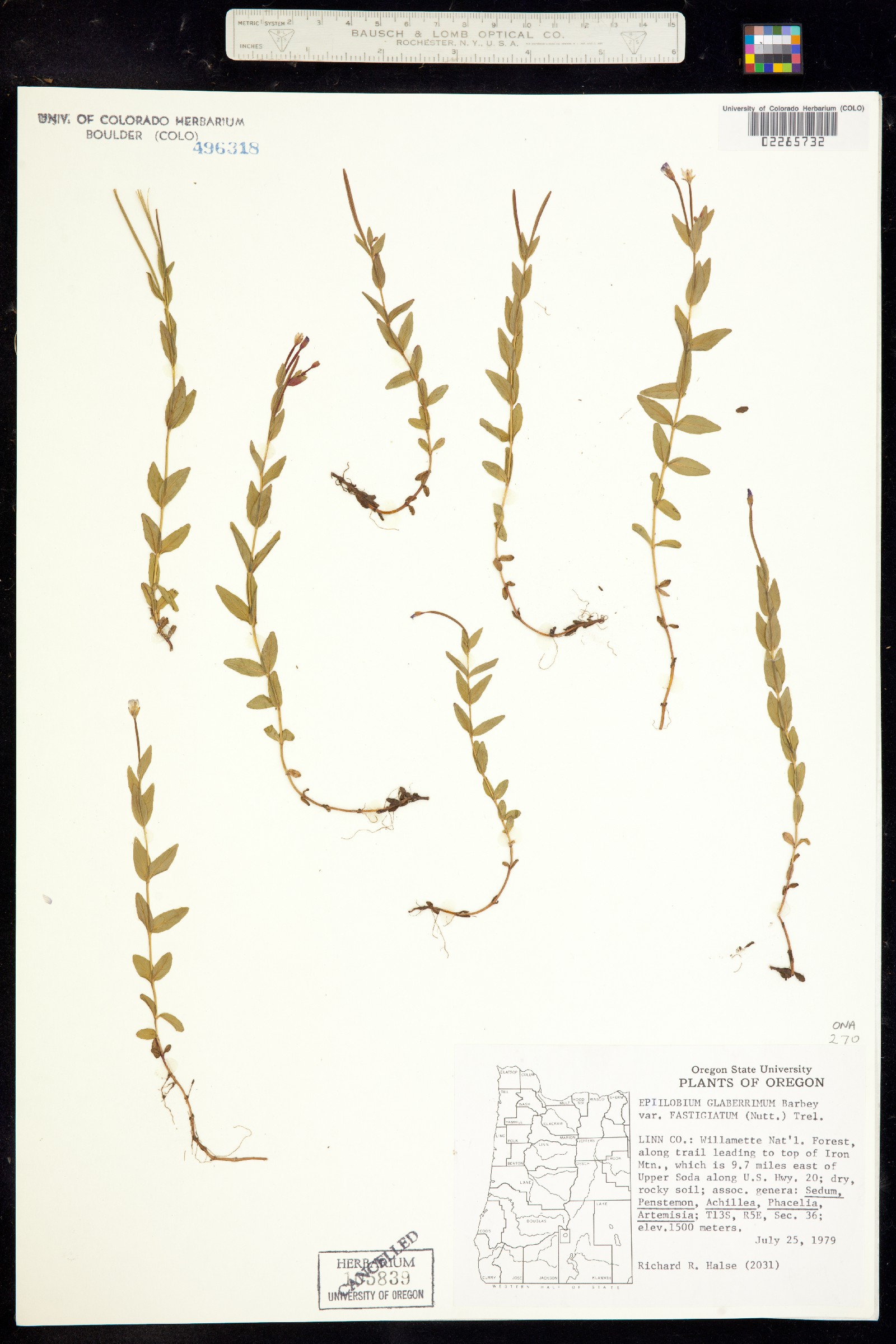 Epilobium coloratum image
