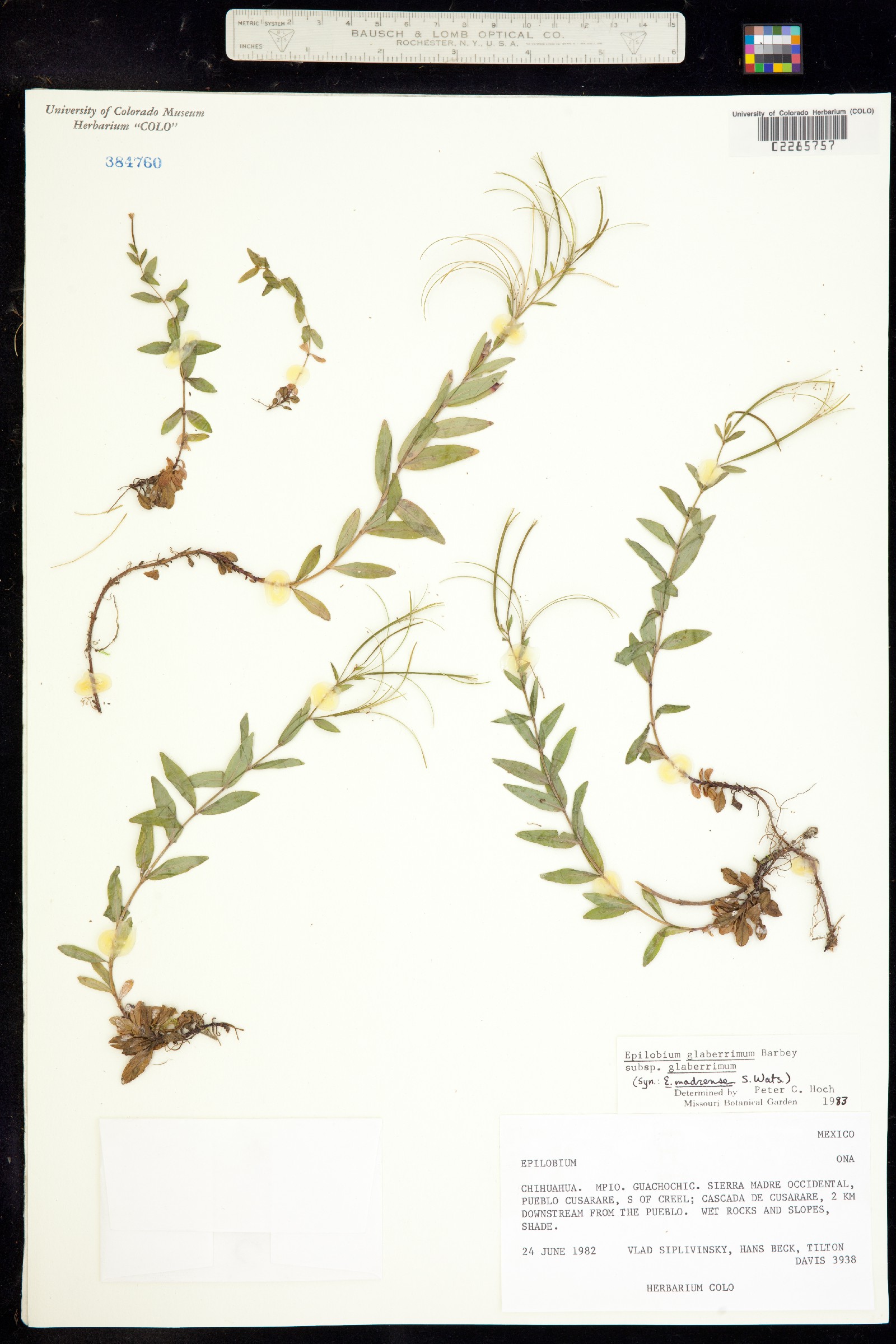 Epilobium coloratum image