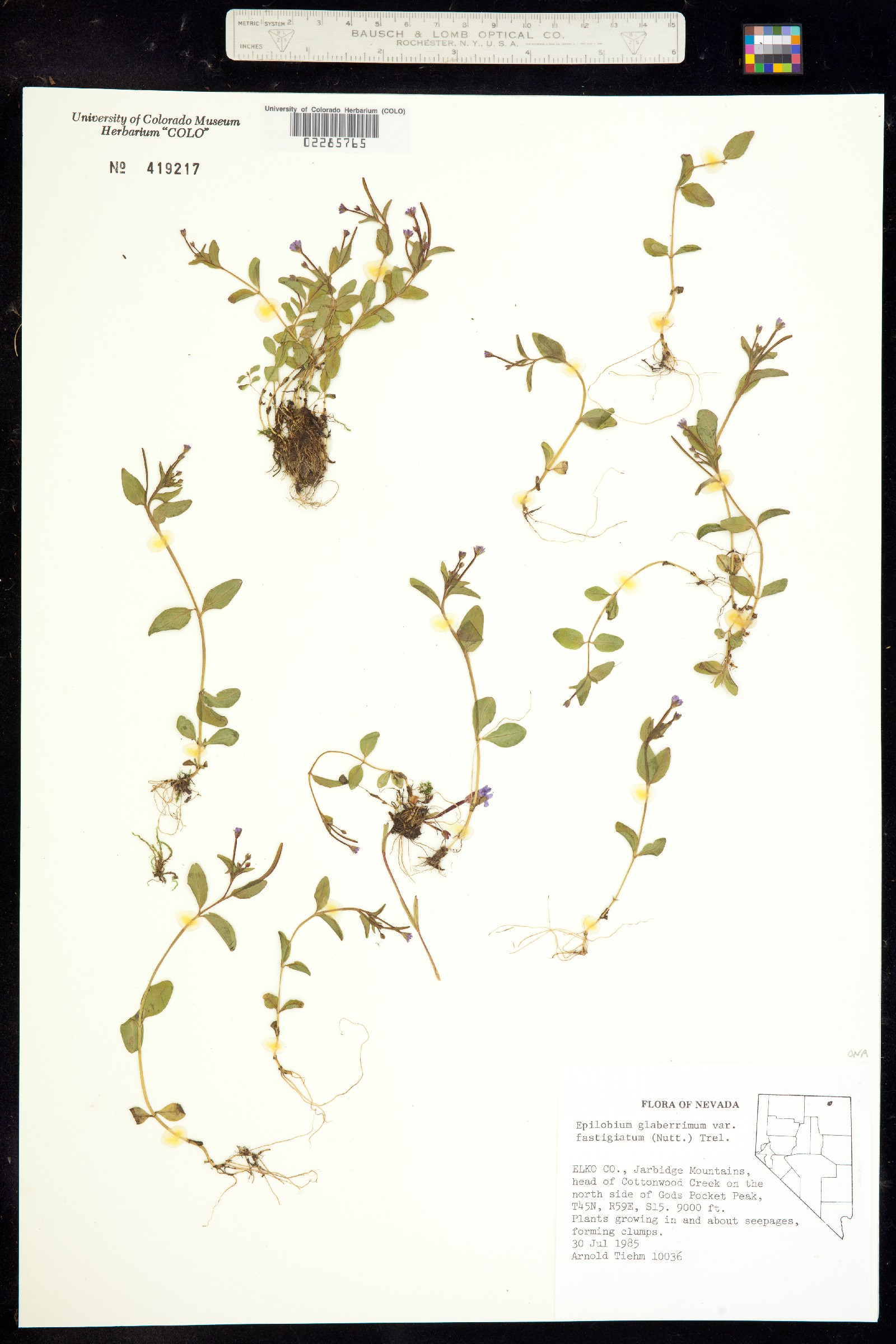 Epilobium coloratum image