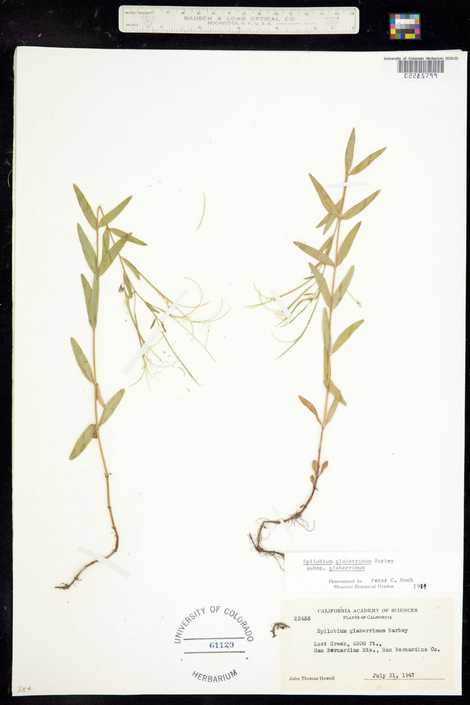 Epilobium coloratum image