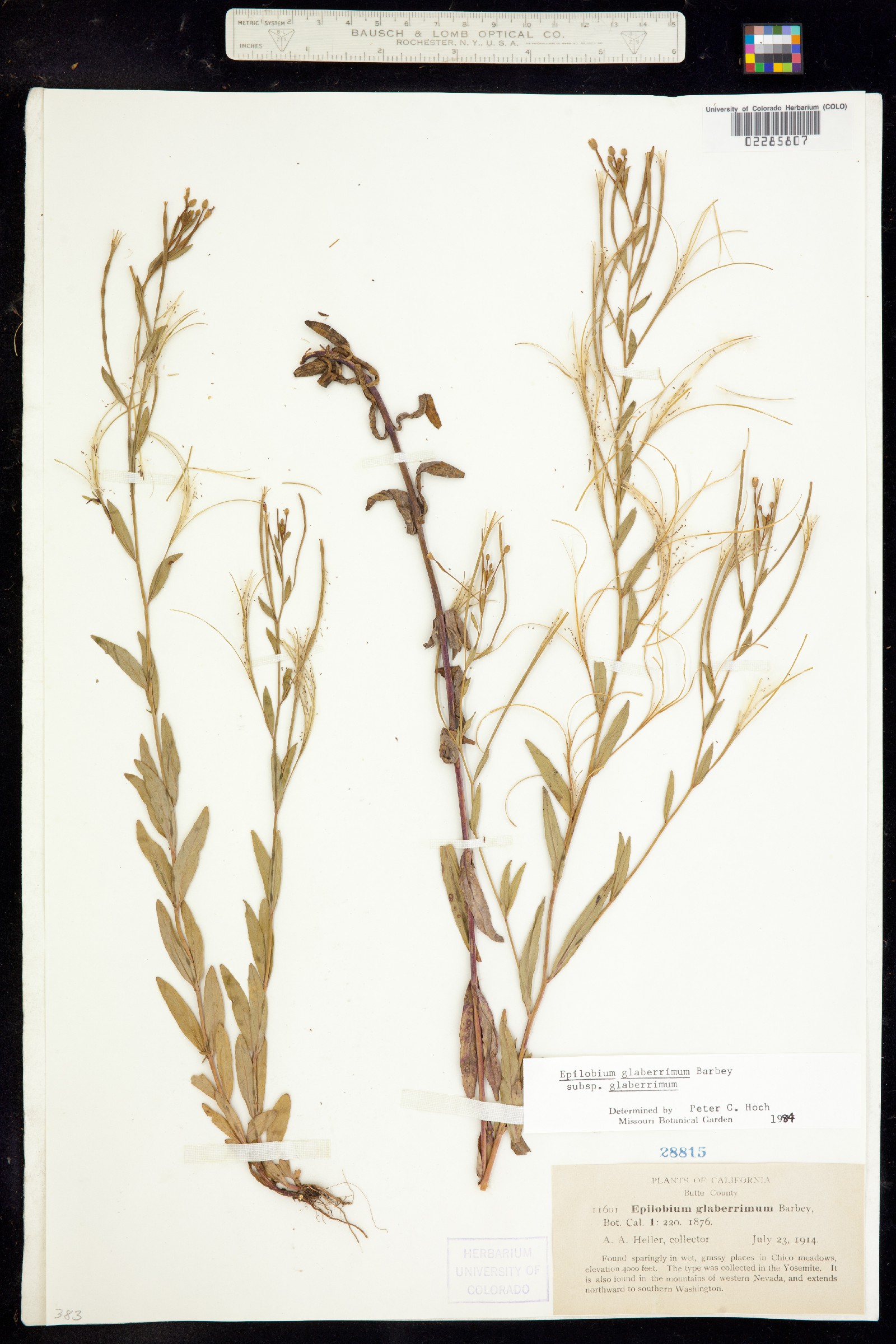 Epilobium coloratum image