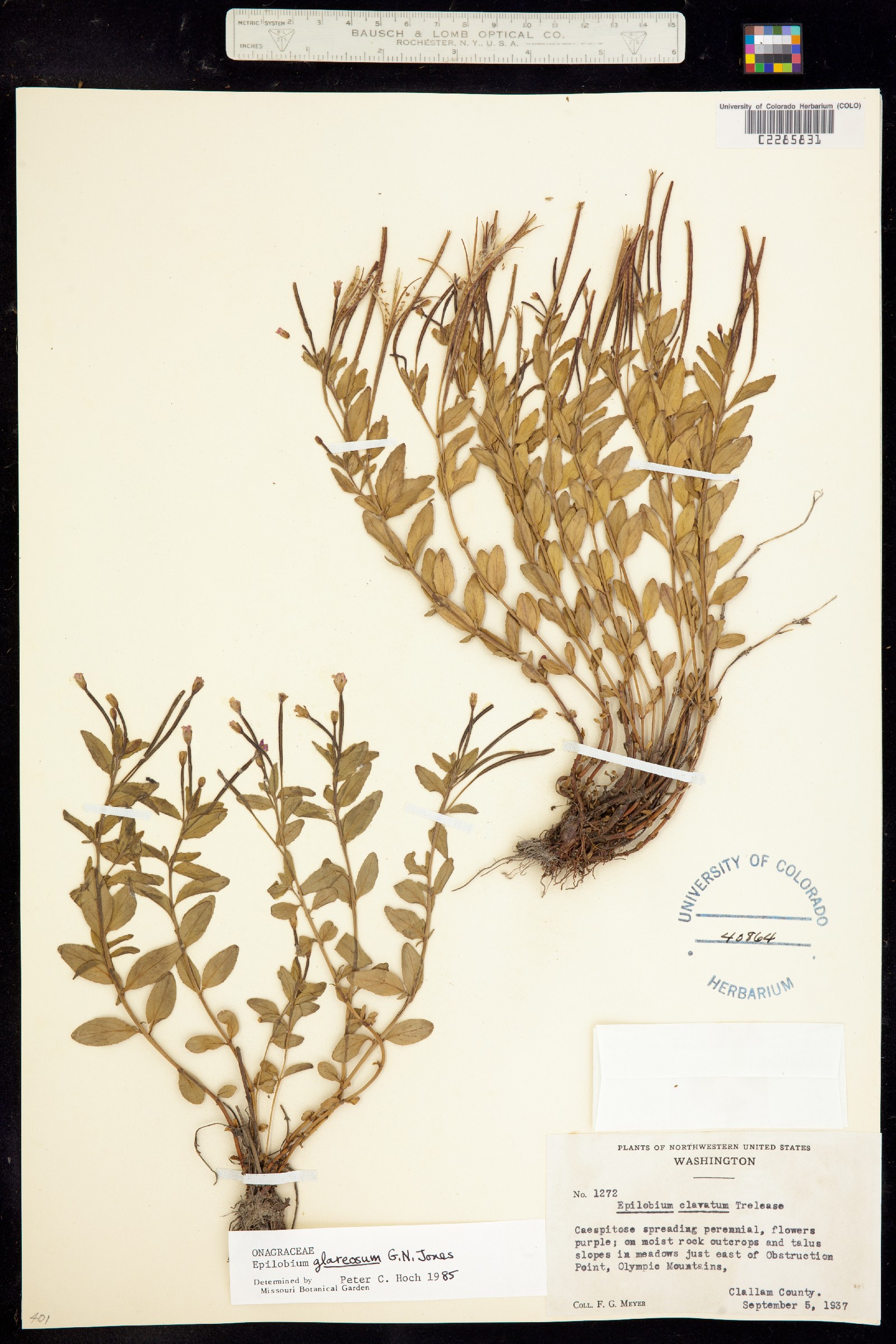 Epilobium clavatum image