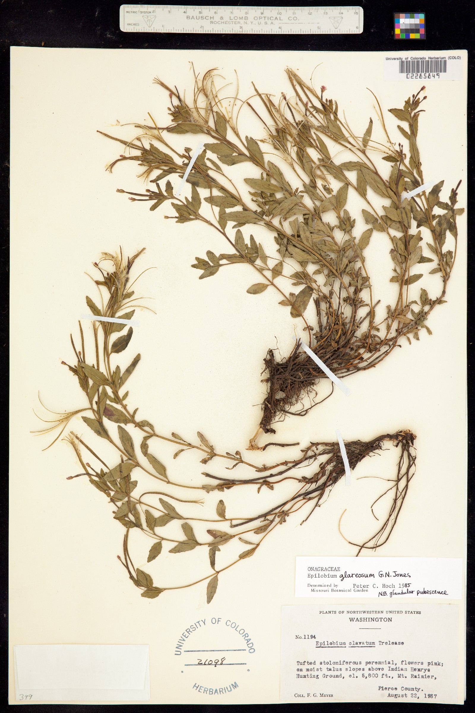 Epilobium clavatum image