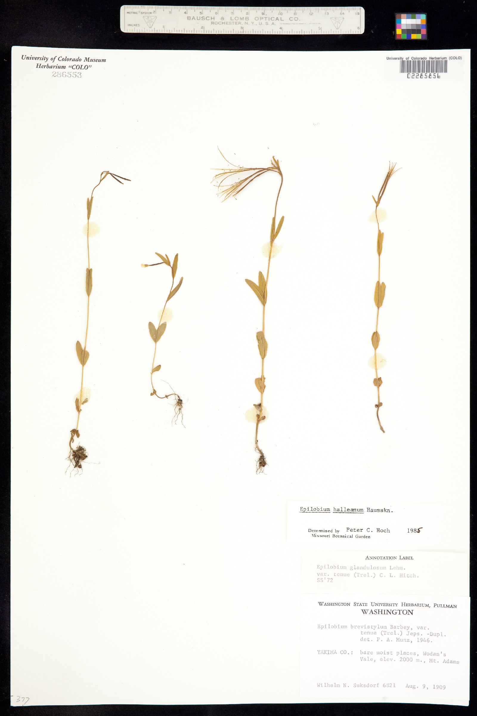 Epilobium halleanum image