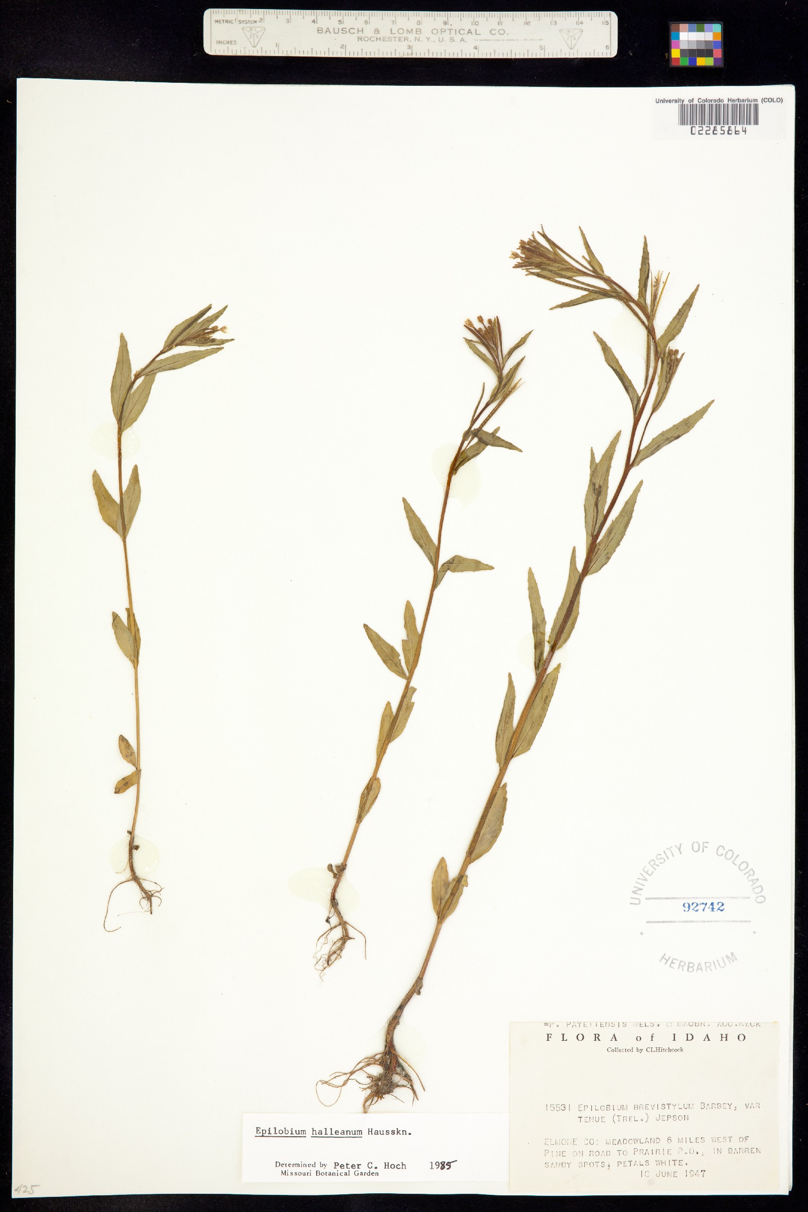 Epilobium halleanum image