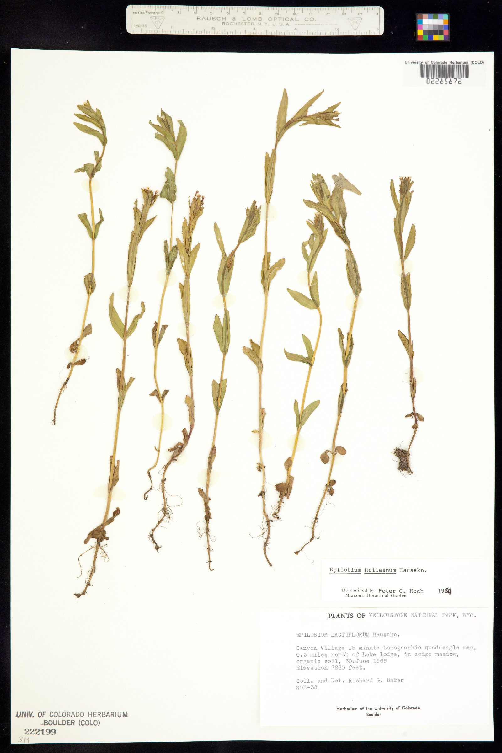 Epilobium halleanum image