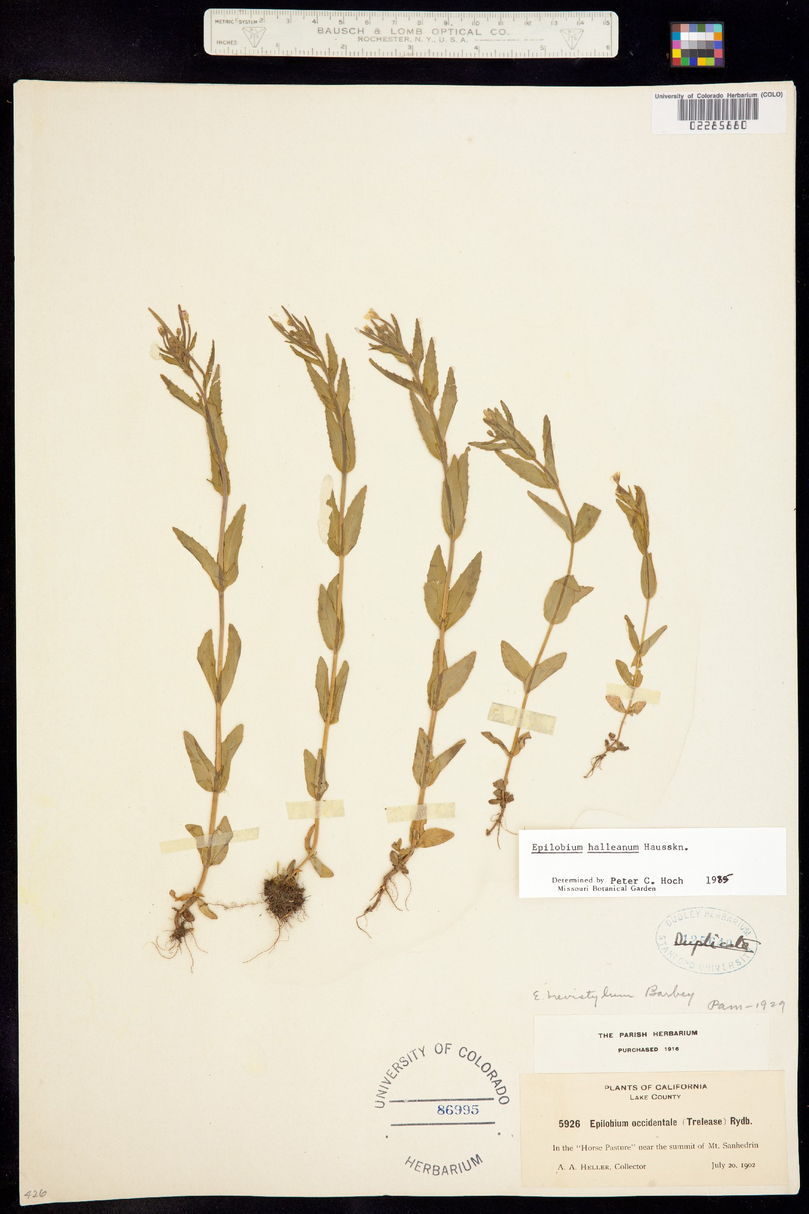 Epilobium halleanum image