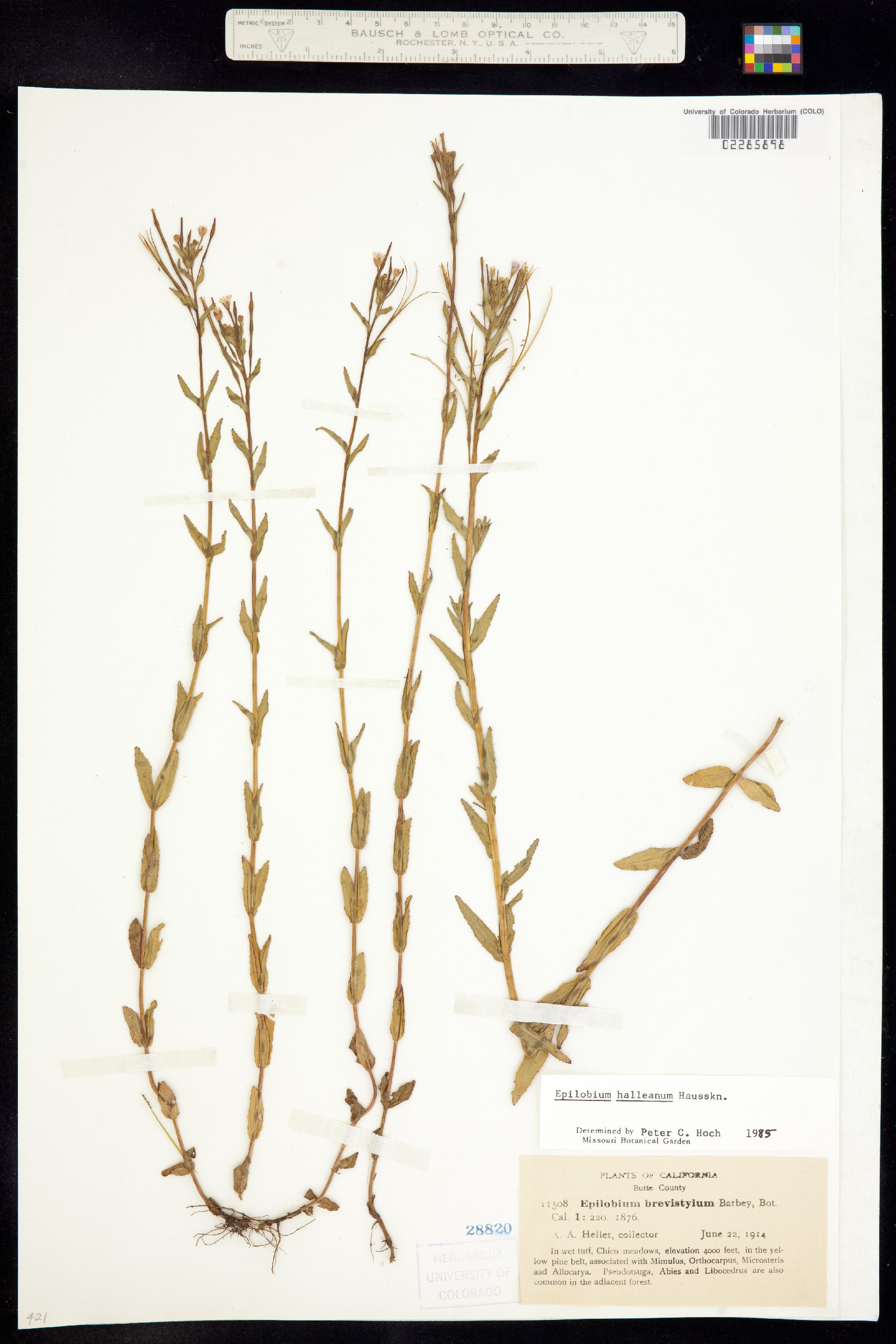 Epilobium halleanum image