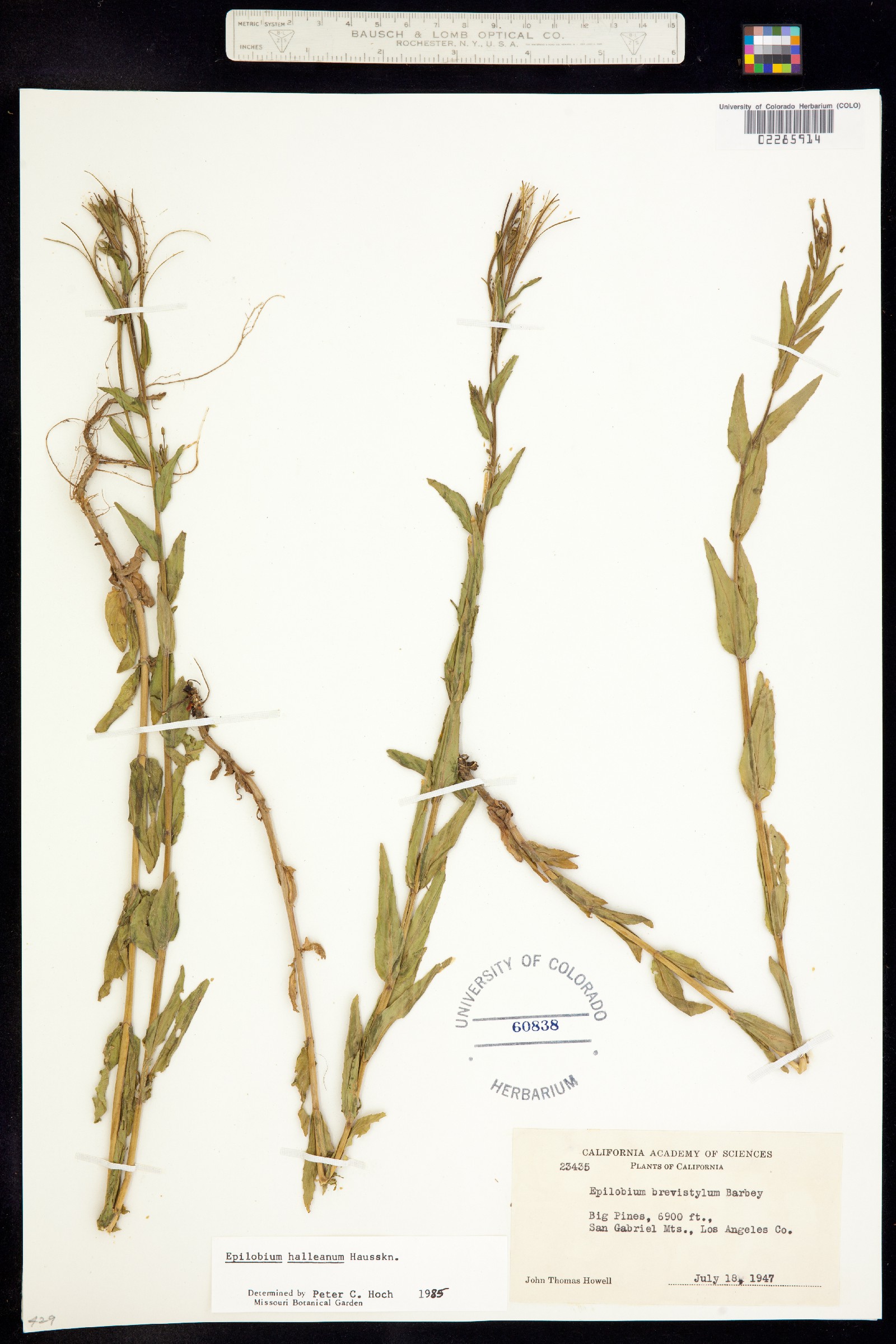 Epilobium halleanum image