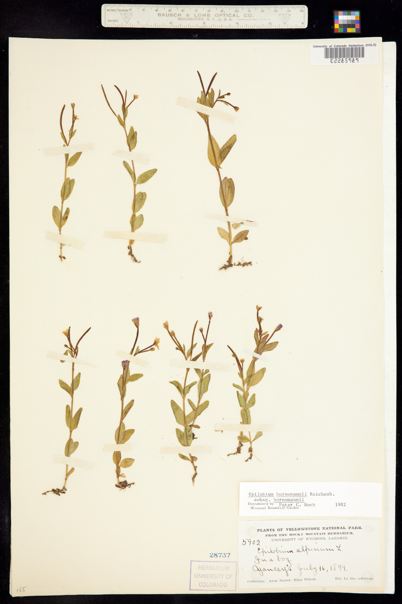 Epilobium hornemannii ssp. hornemannii image