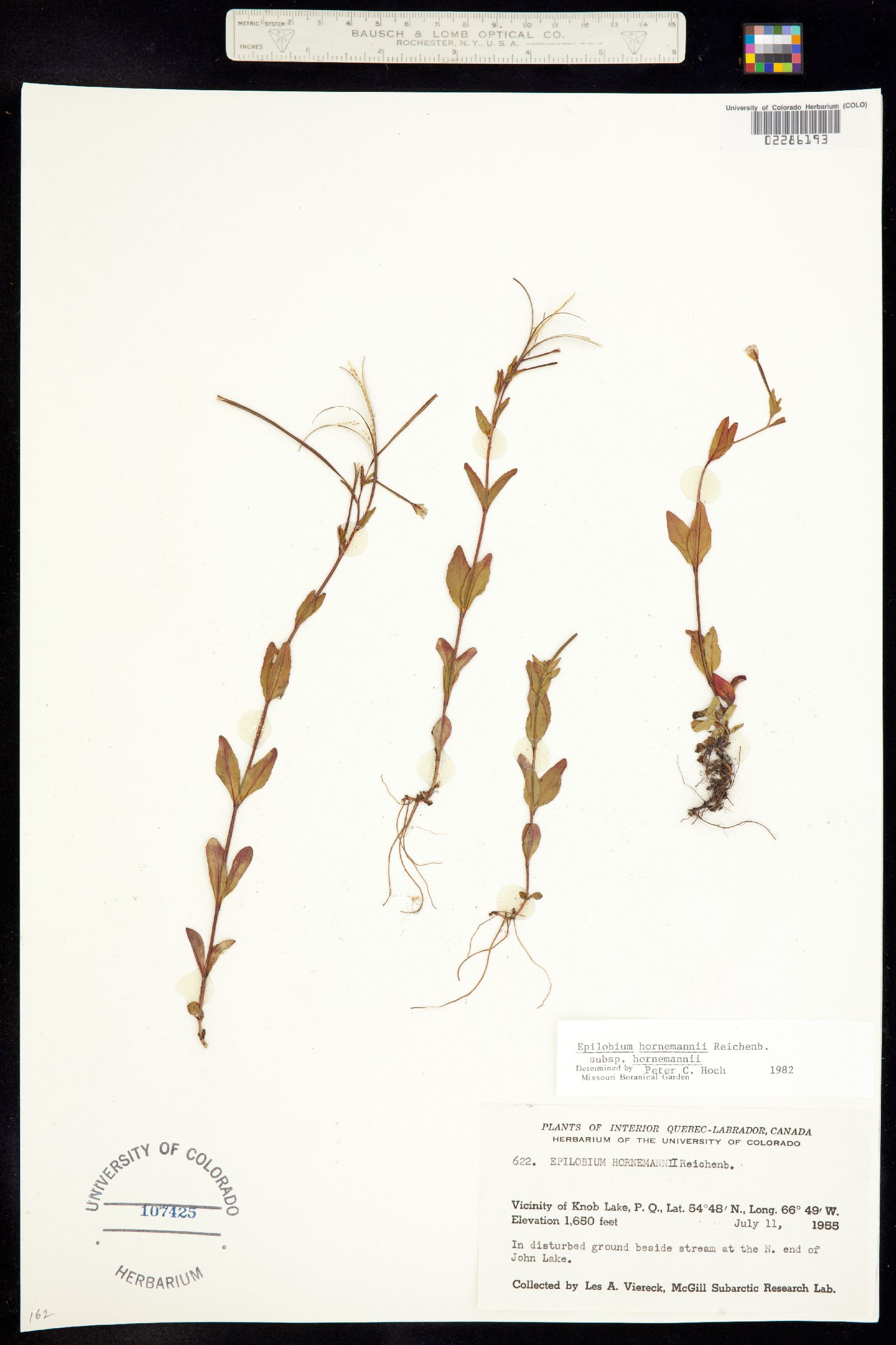 Epilobium hornemannii image