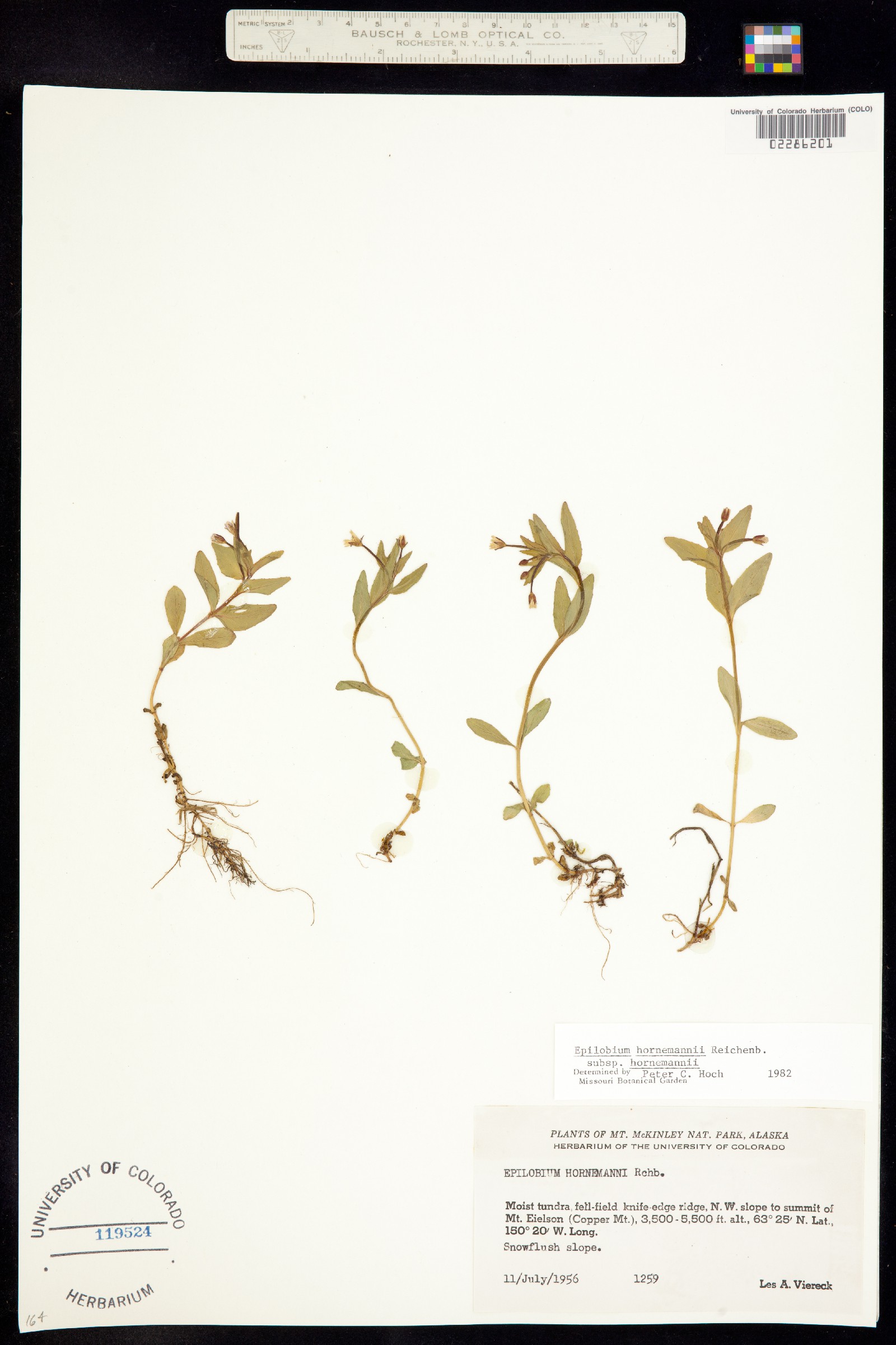 Epilobium hornemannii image