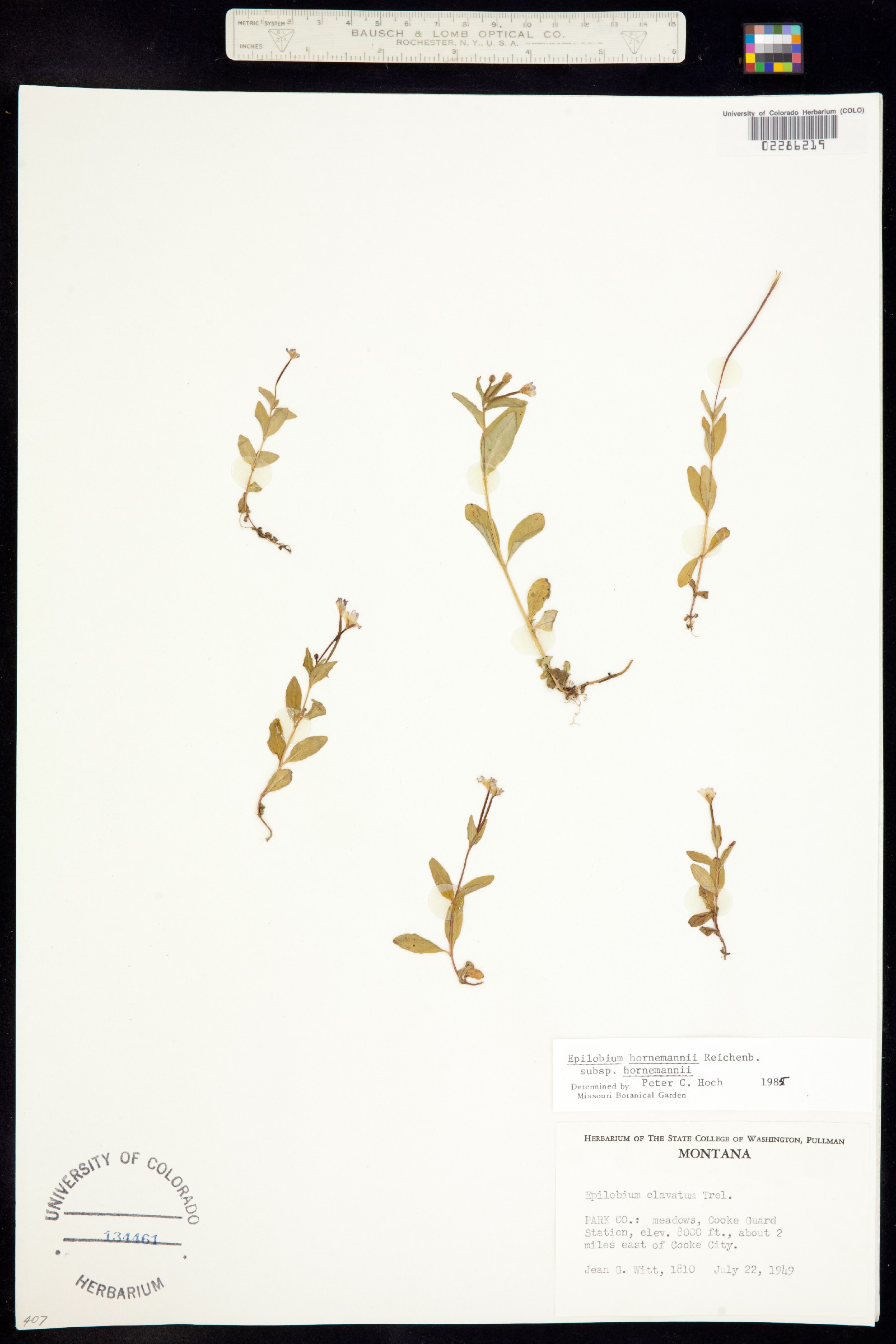 Epilobium hornemannii image