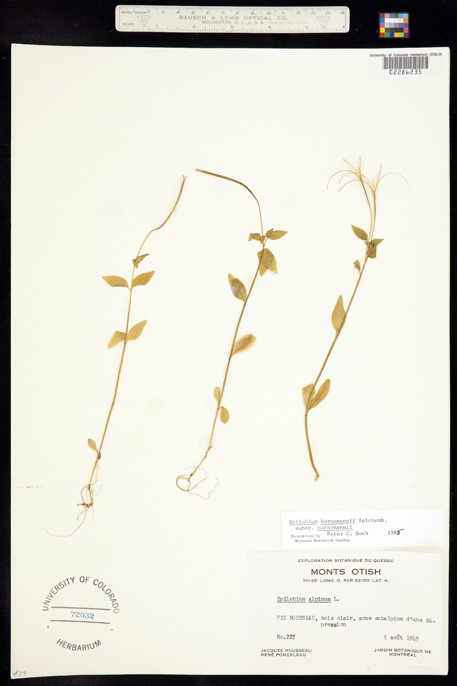 Epilobium hornemannii image