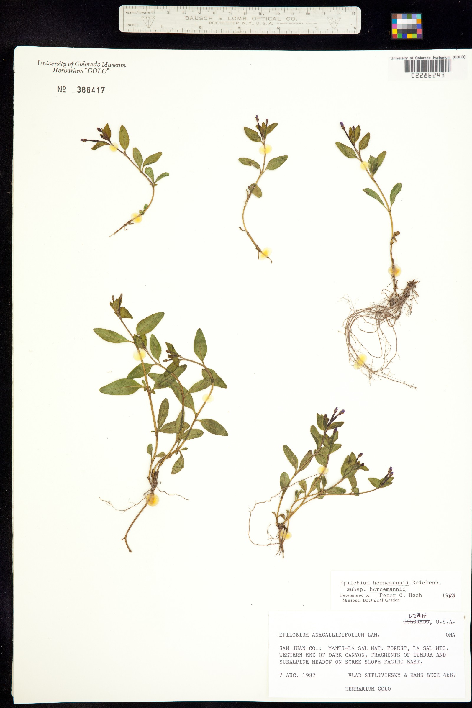 Epilobium hornemannii image