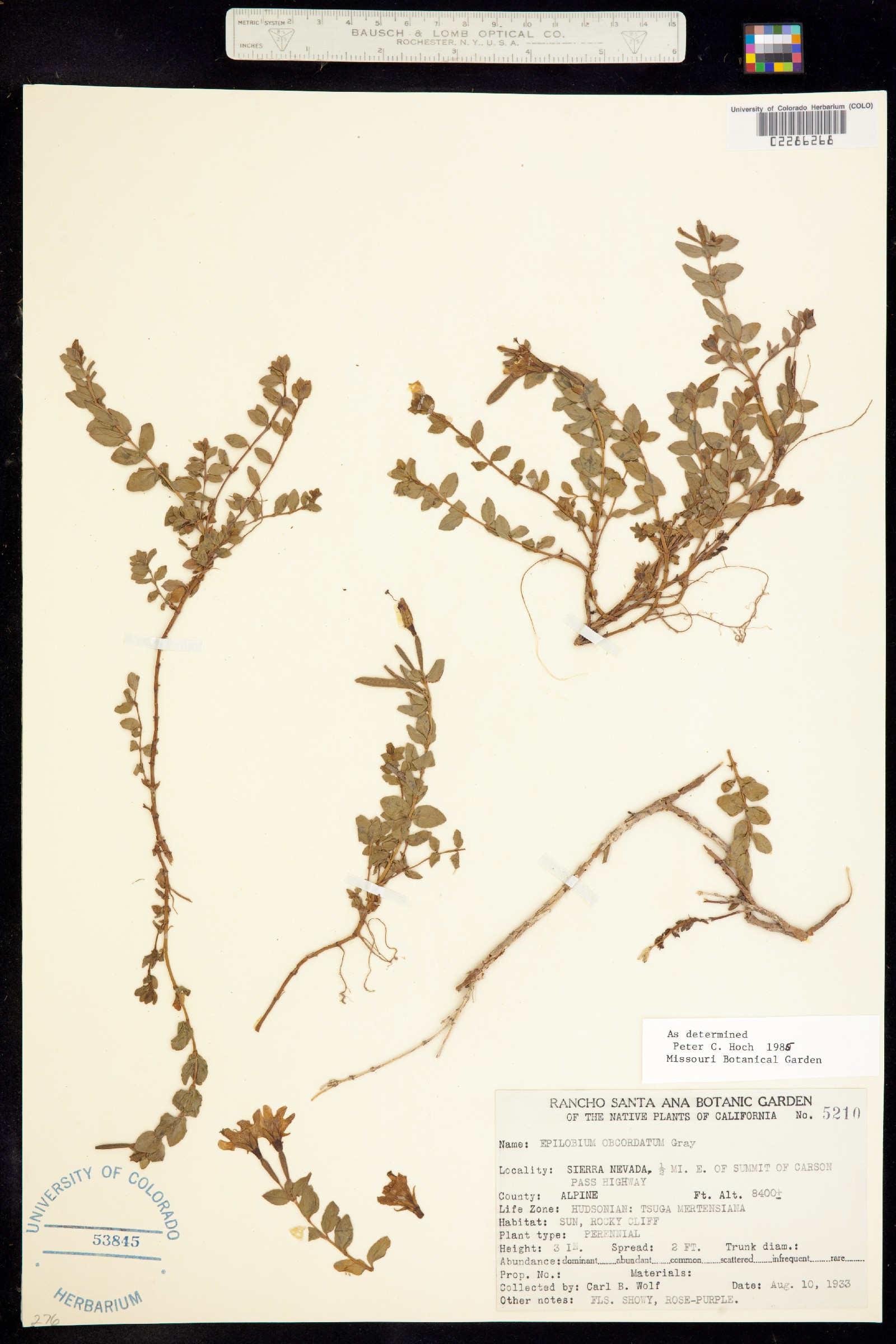 Epilobium obcordatum image
