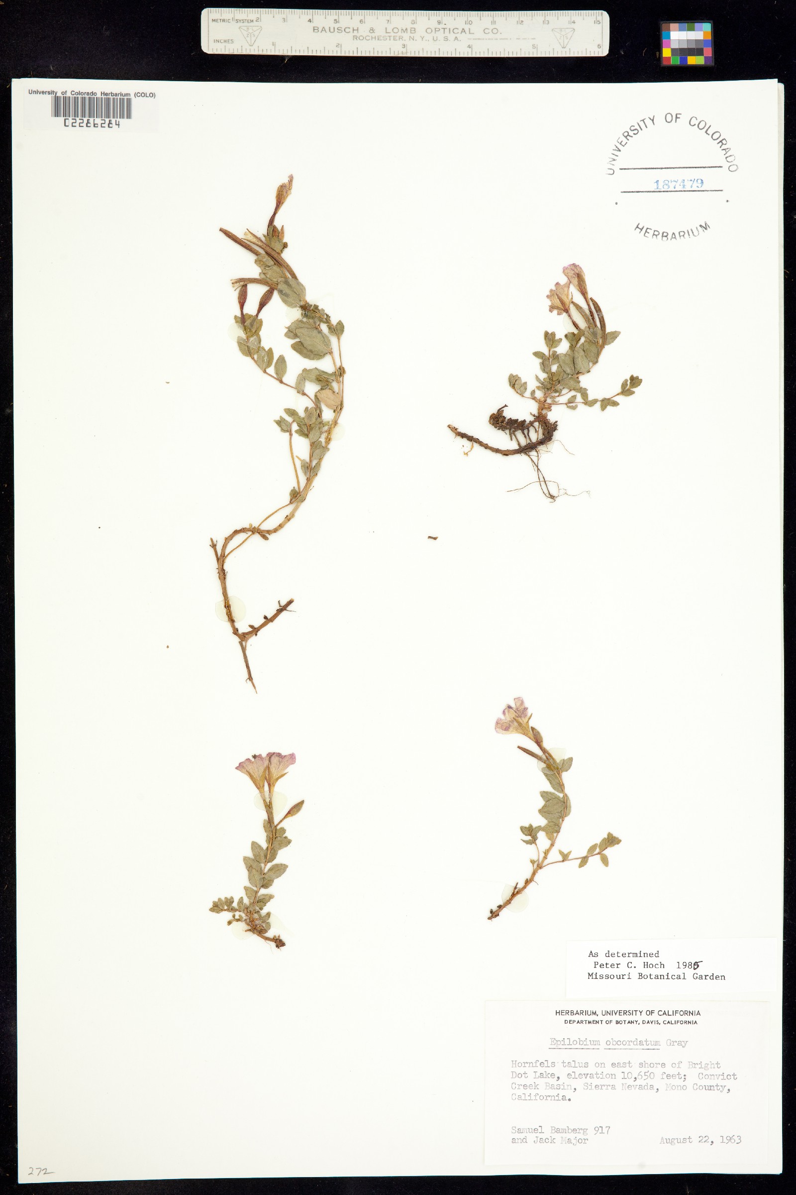 Epilobium obcordatum image