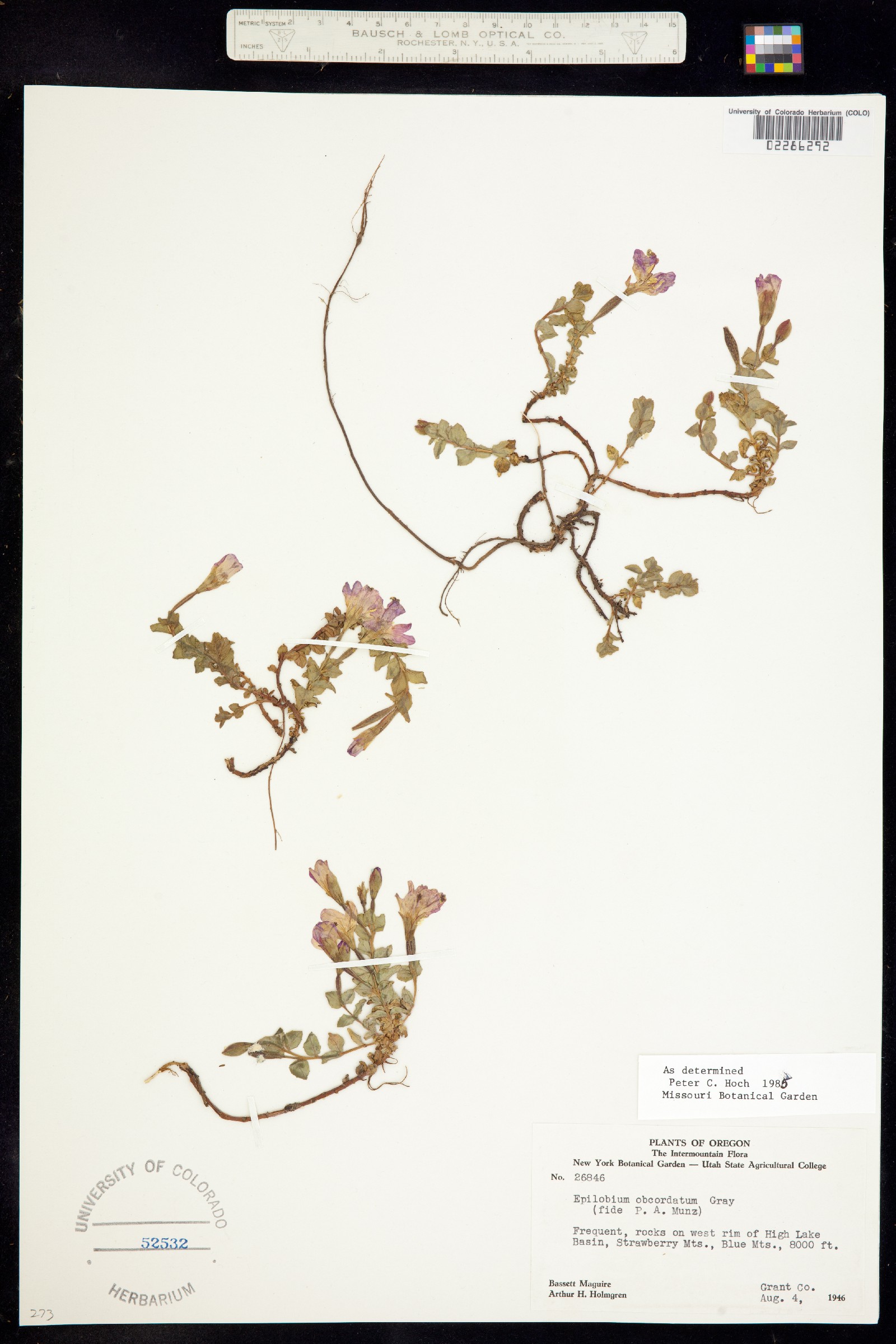 Epilobium obcordatum image