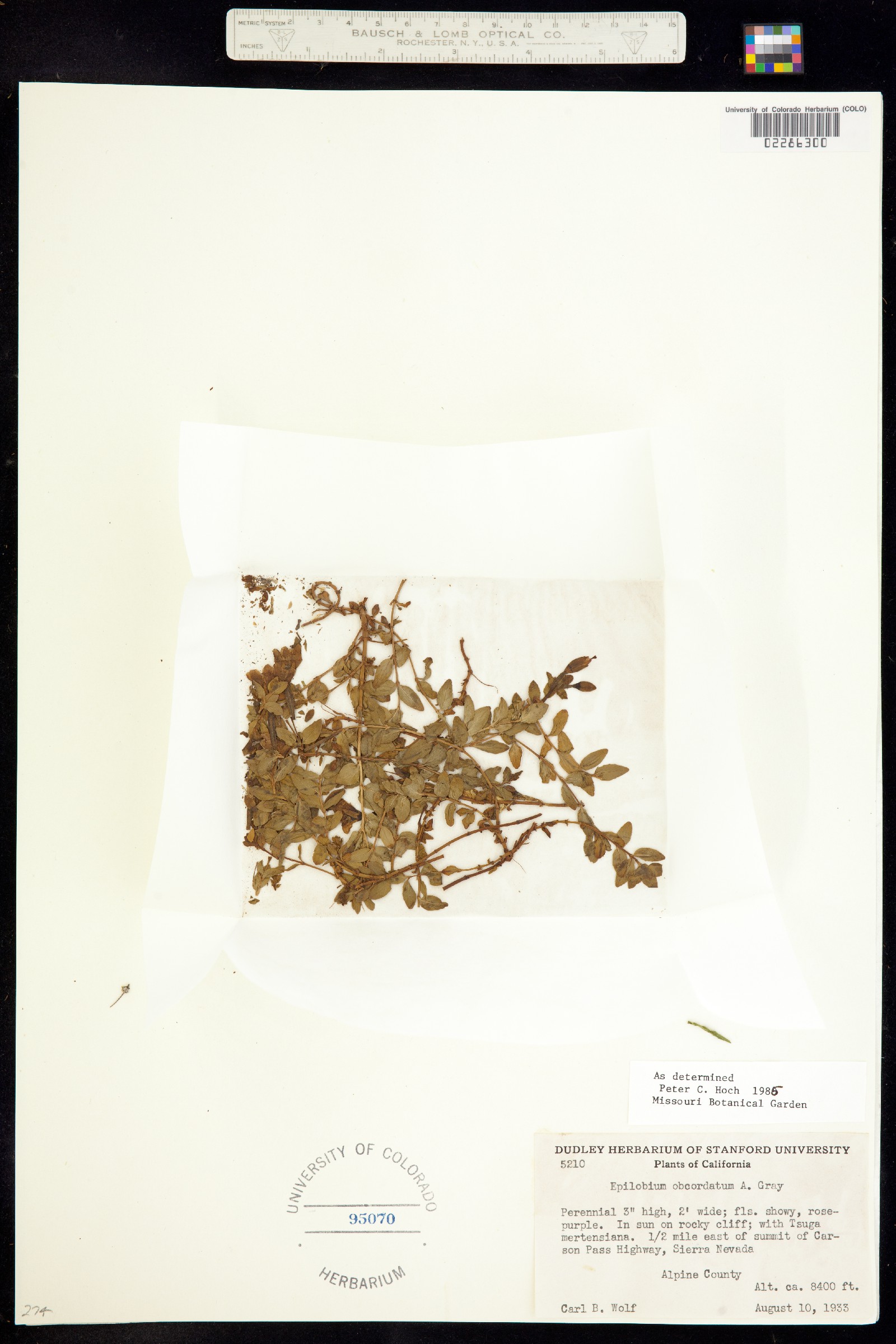 Epilobium obcordatum image