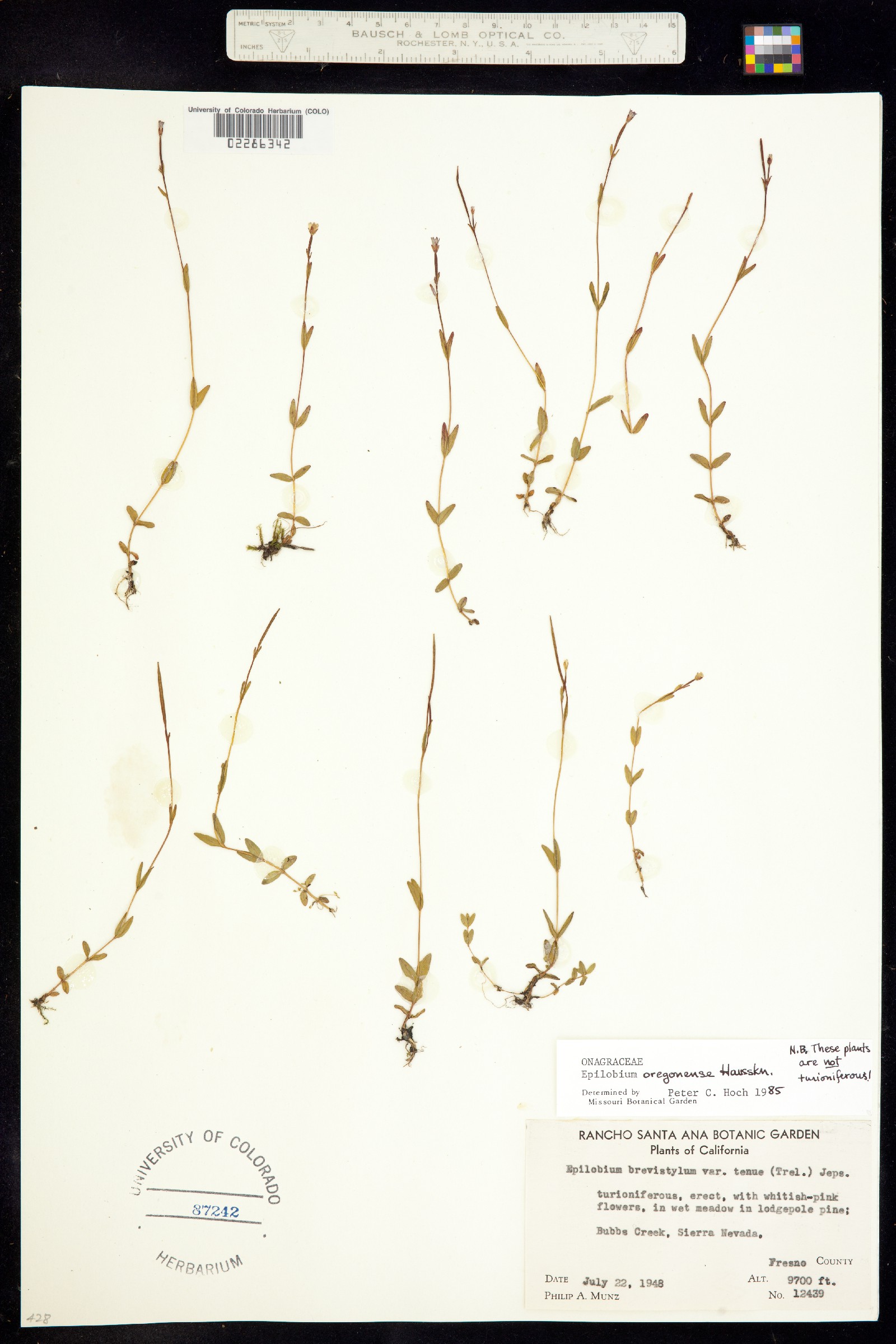 Epilobium oregonense image