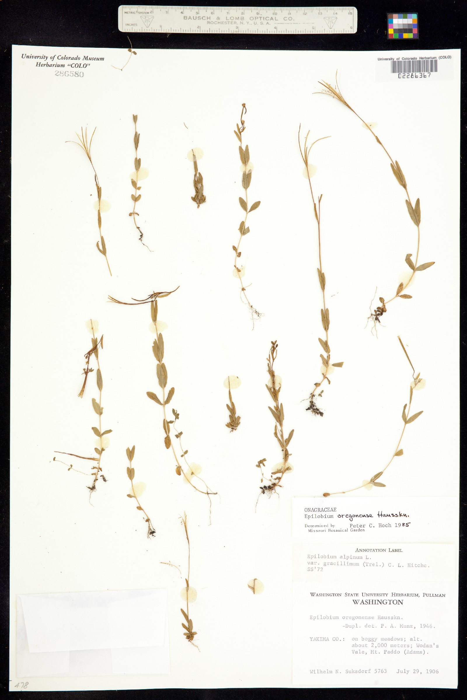 Epilobium oregonense image