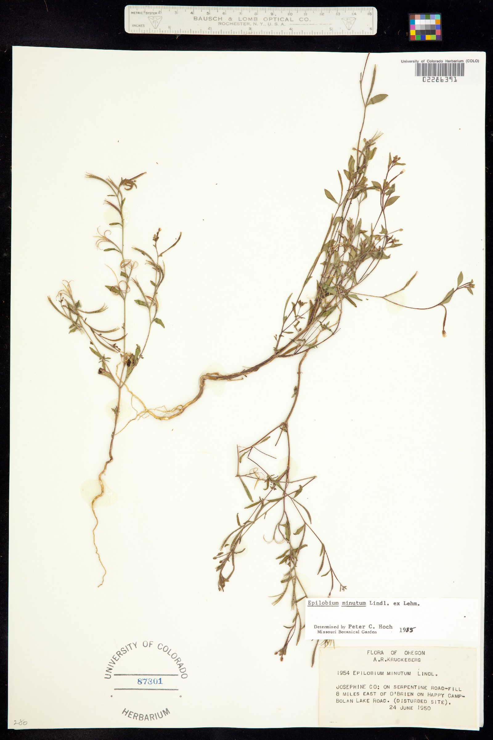 Epilobium minutum image