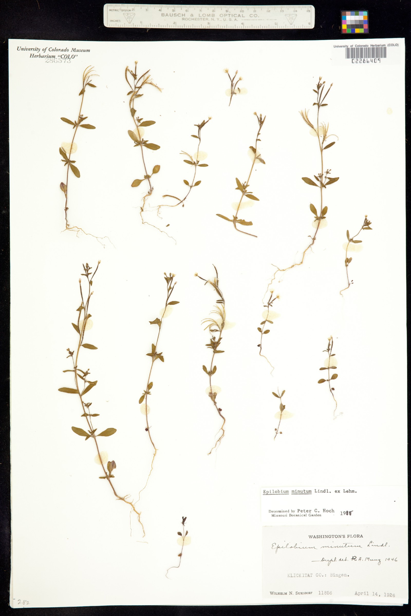 Epilobium minutum image