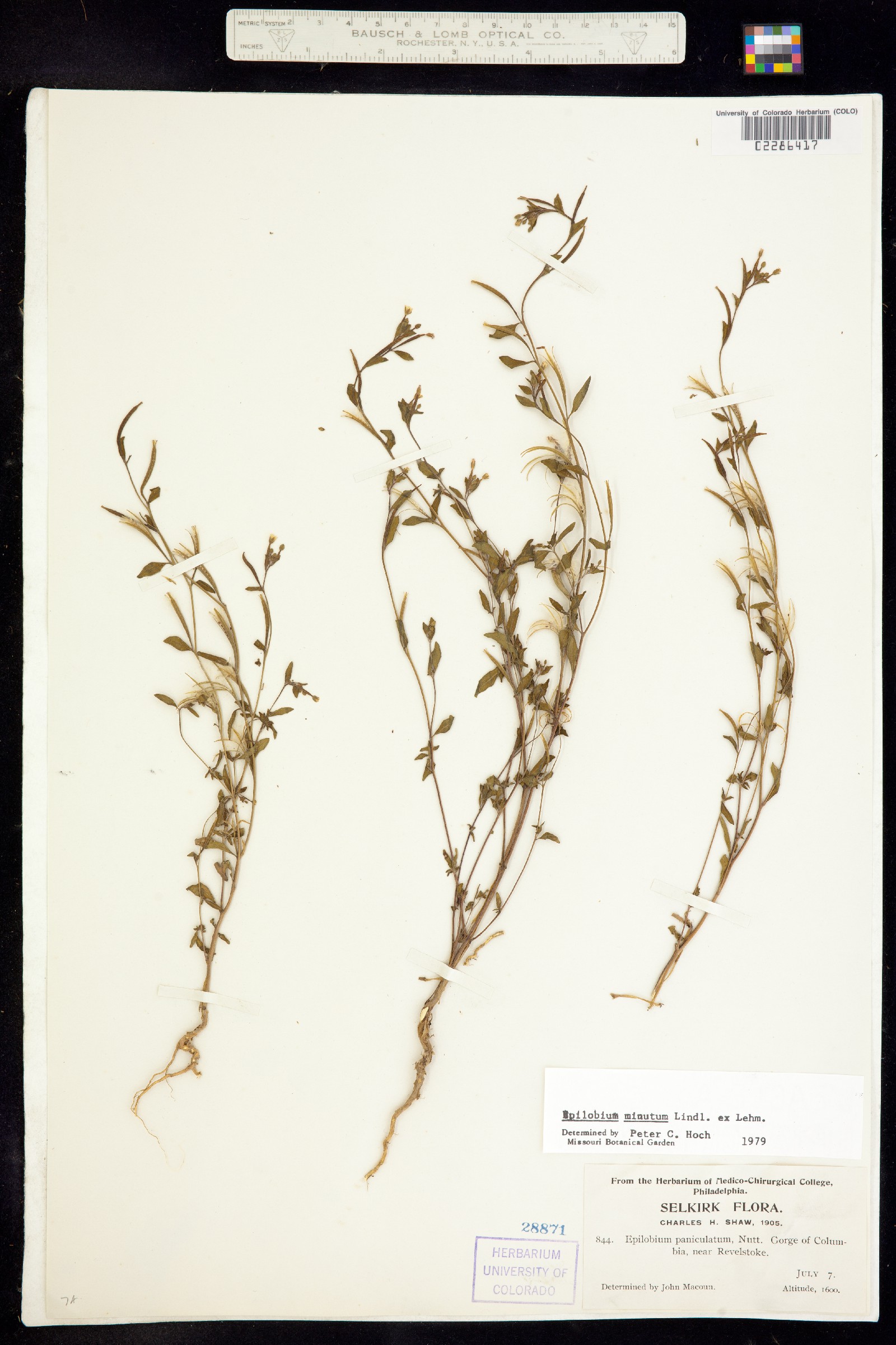 Epilobium minutum image