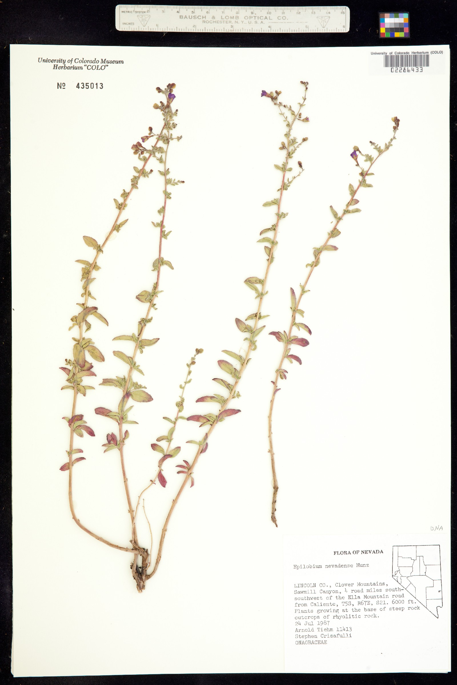Epilobium nevadense image