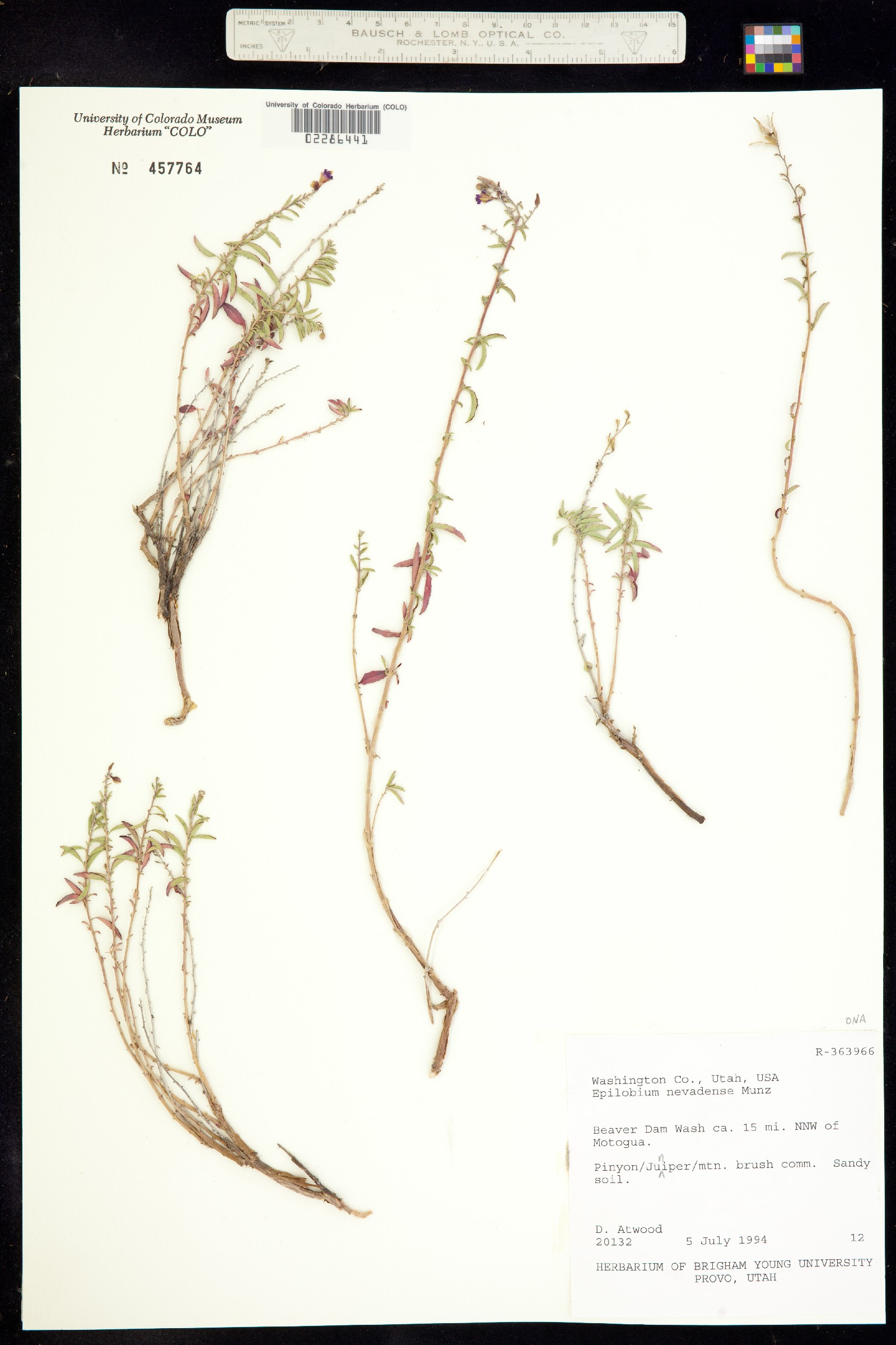 Epilobium nevadense image