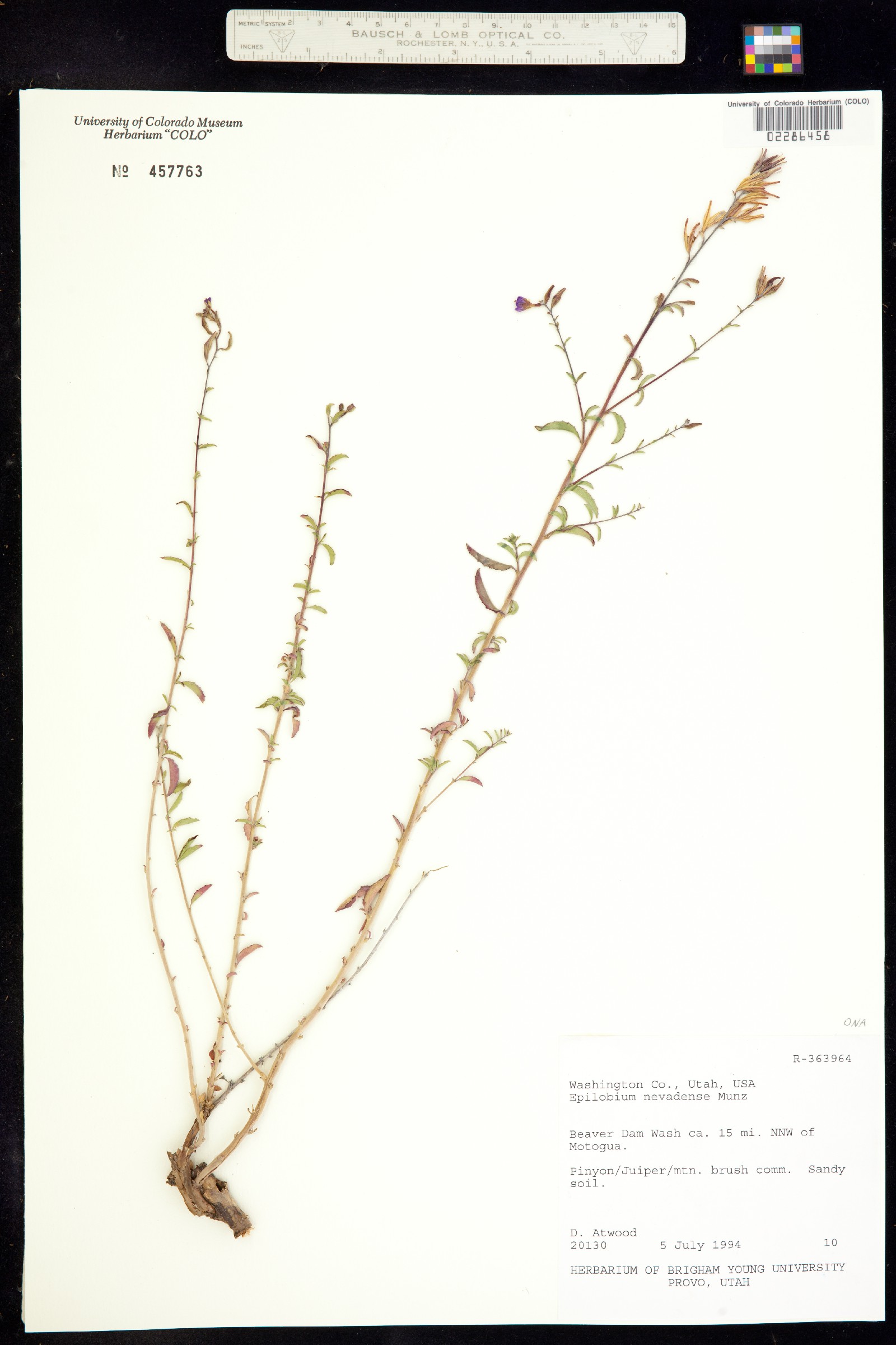 Epilobium nevadense image