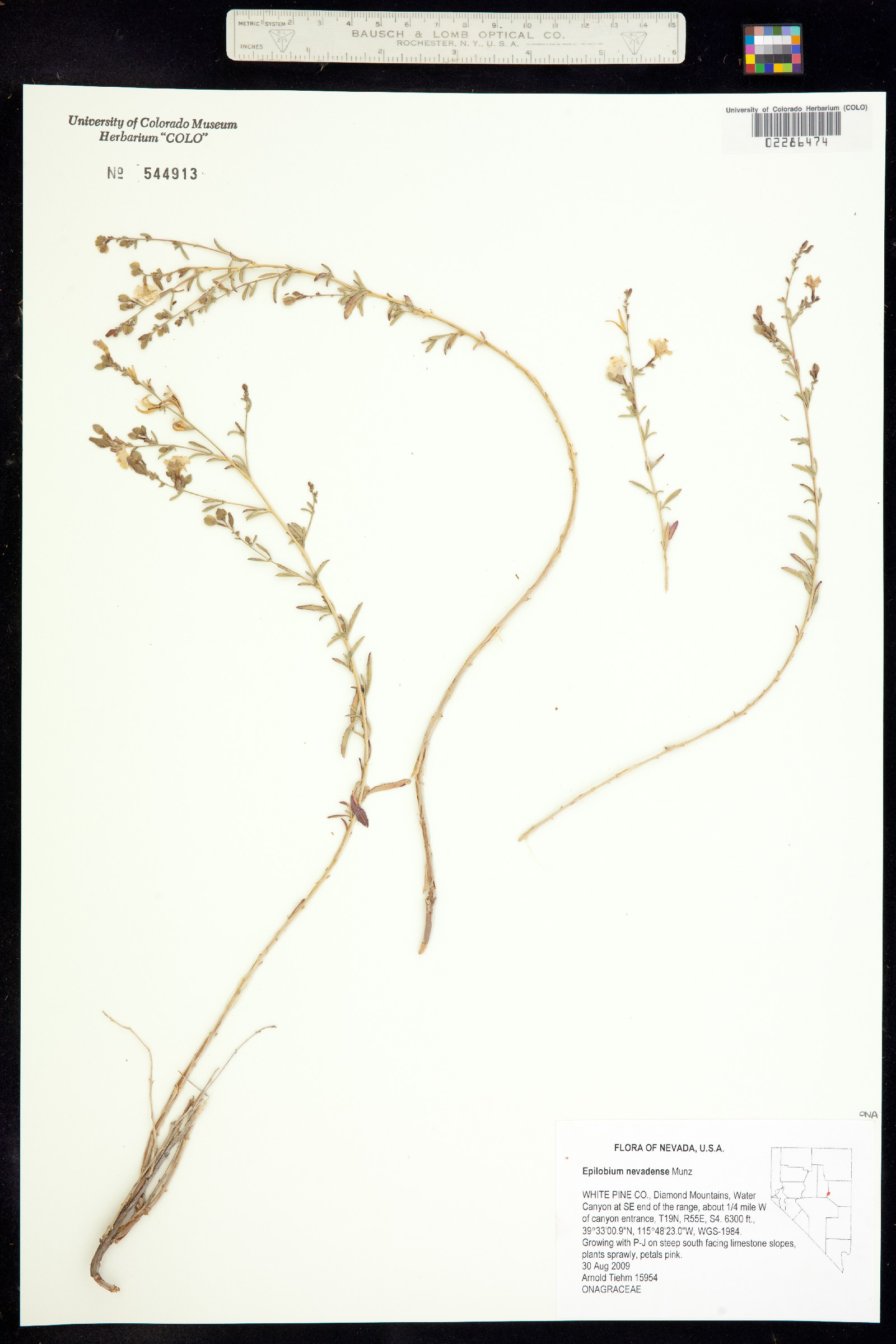 Epilobium nevadense image