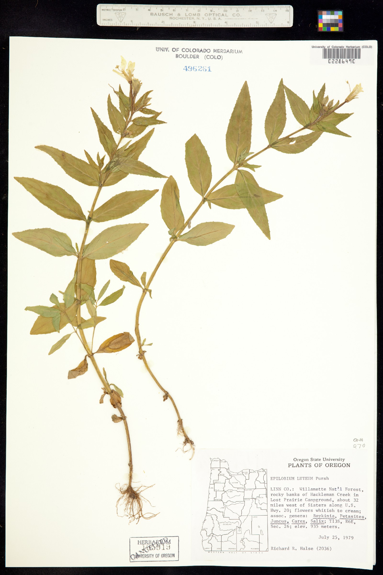 Epilobium luteum image