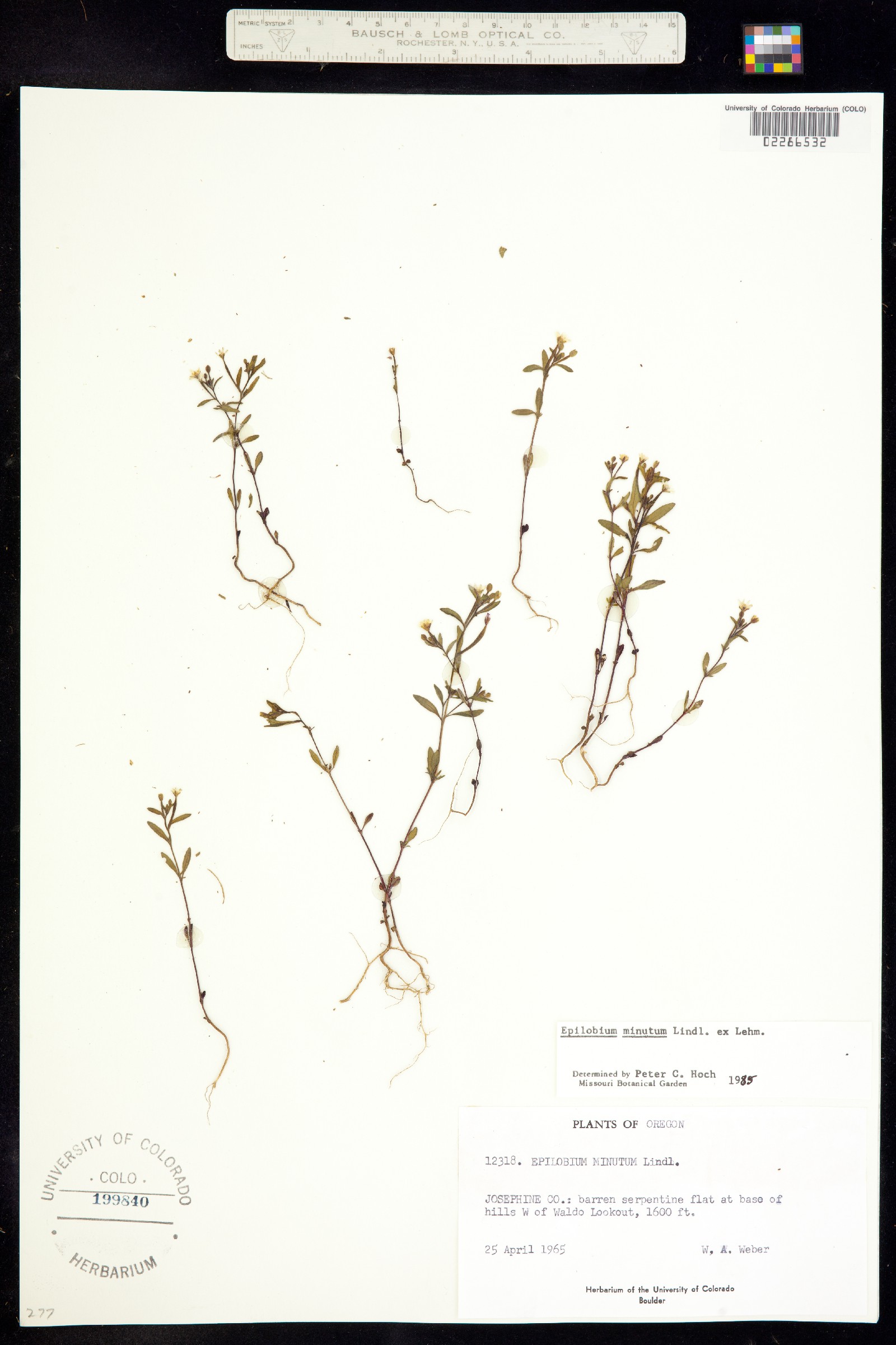 Epilobium minutum image