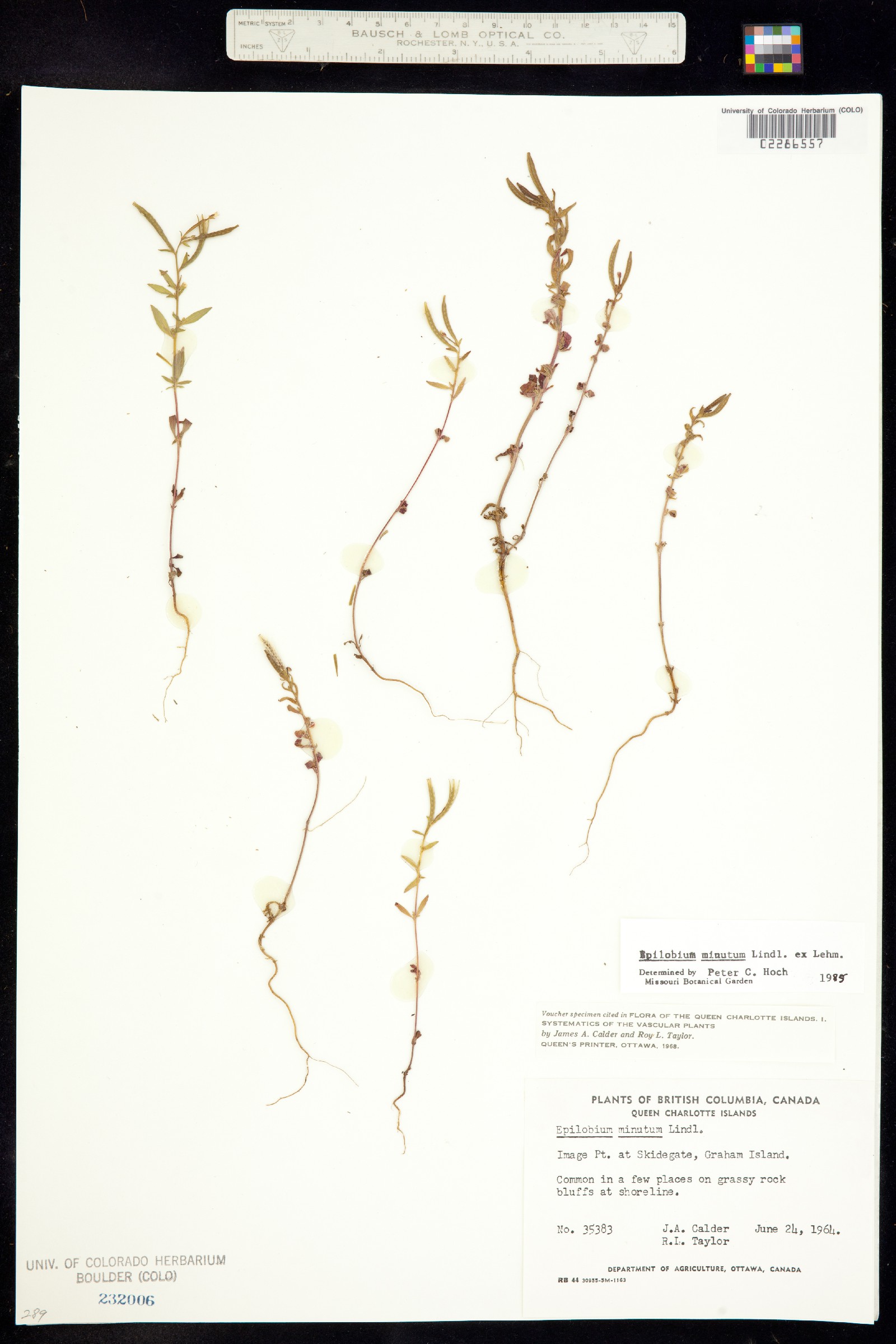 Epilobium minutum image