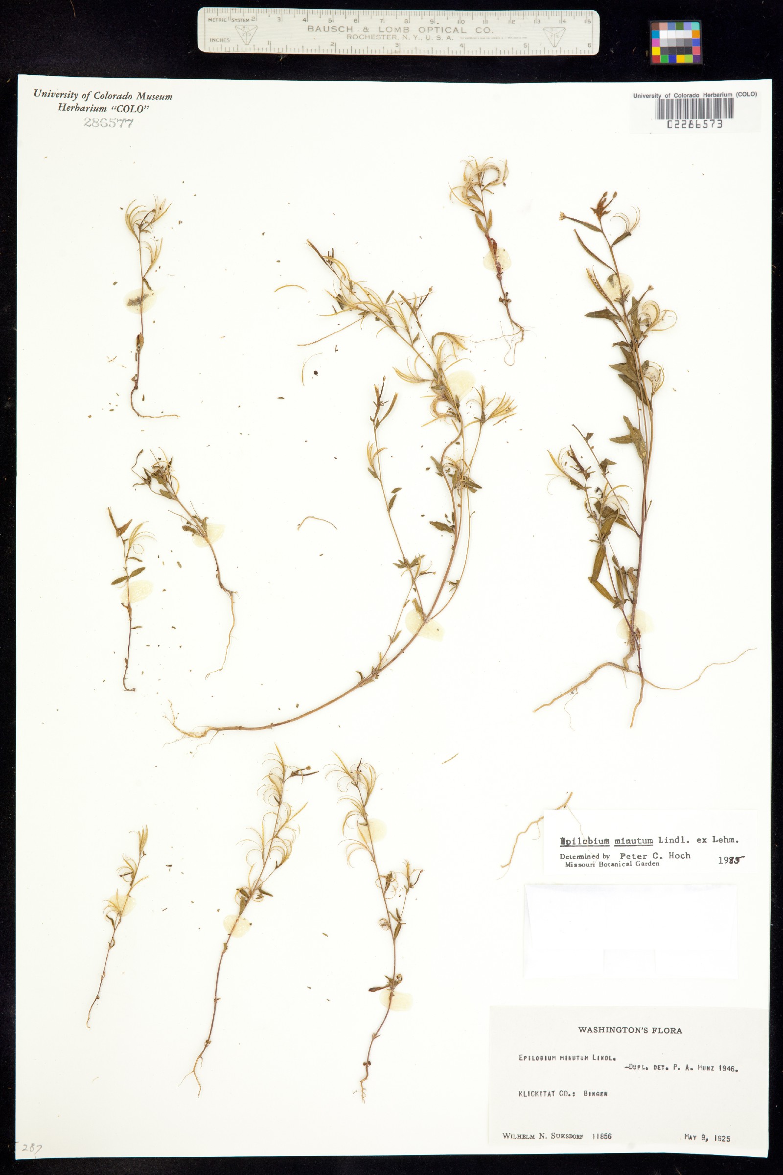 Epilobium minutum image