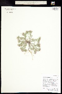 Townsendia fendleri image